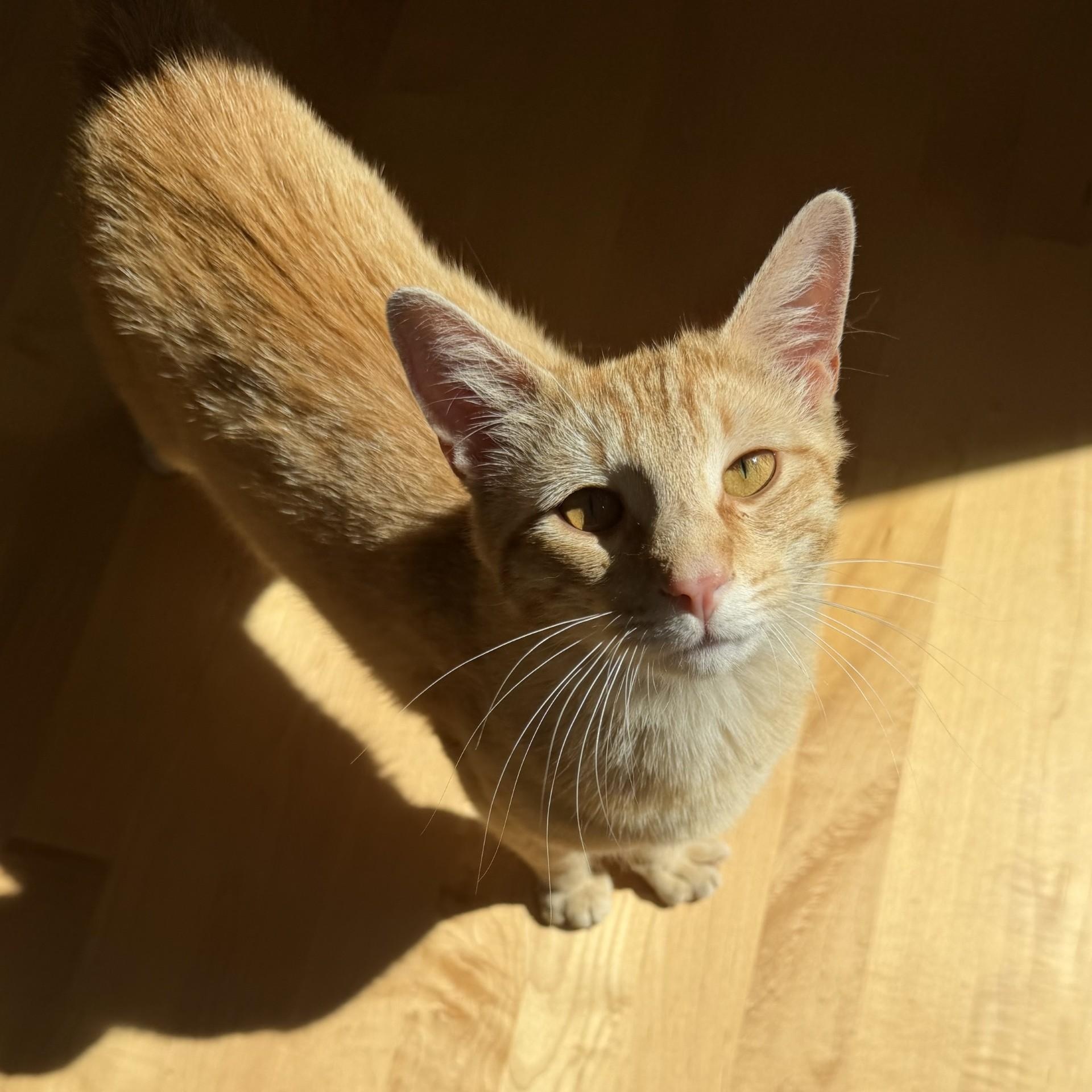 Meet Talky - a very sweet cat who will steal your heart, an adoptable mixed breed in Seattle, WA image 4/5