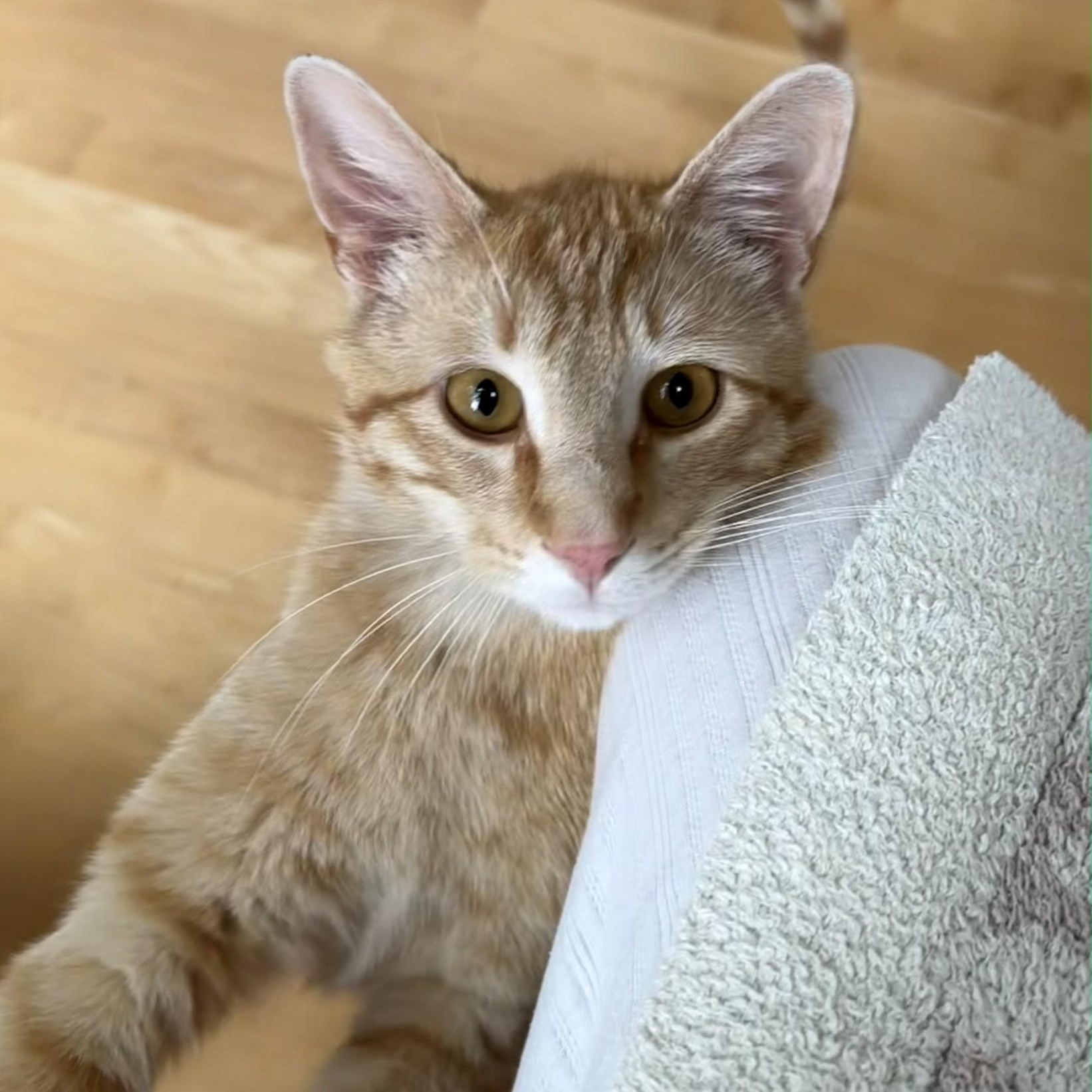 Meet Talky - a very sweet cat who will steal your heart, an adoptable mixed breed in Seattle, WA image 3/5