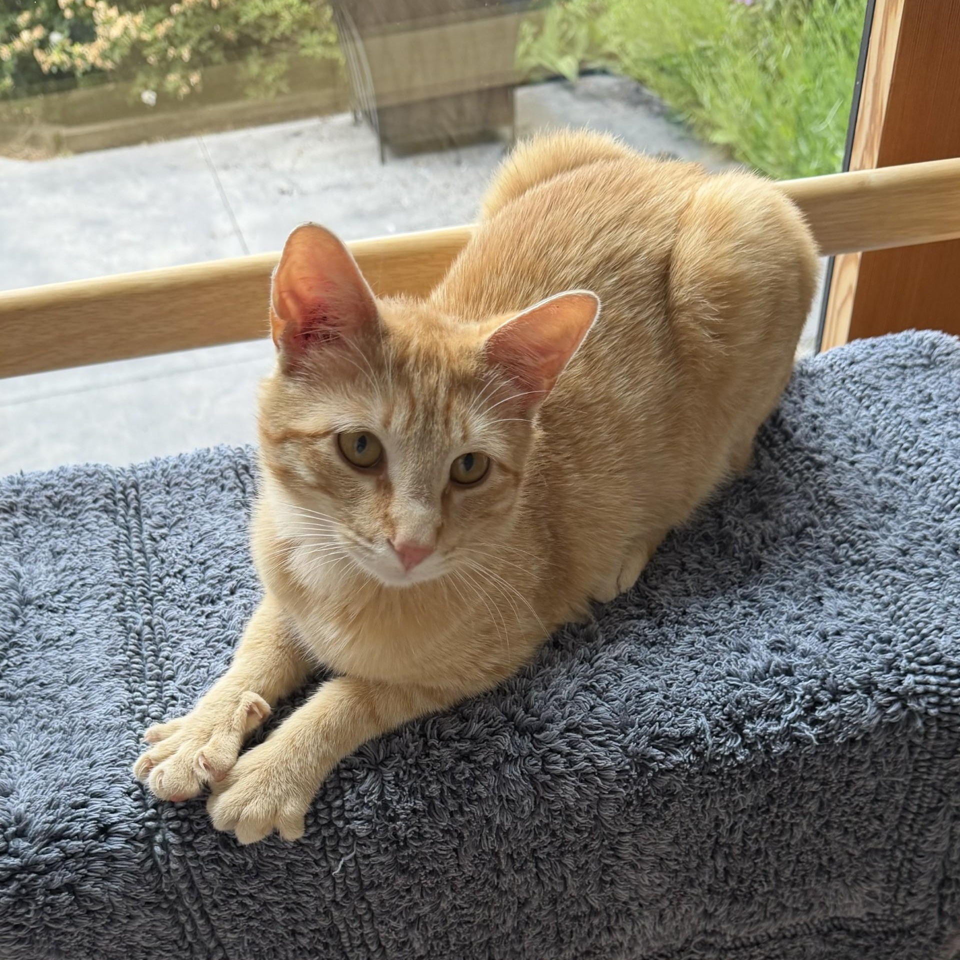 Meet Talky - a very sweet cat who will steal your heart, an adoptable mixed breed in Seattle, WA image 2/5