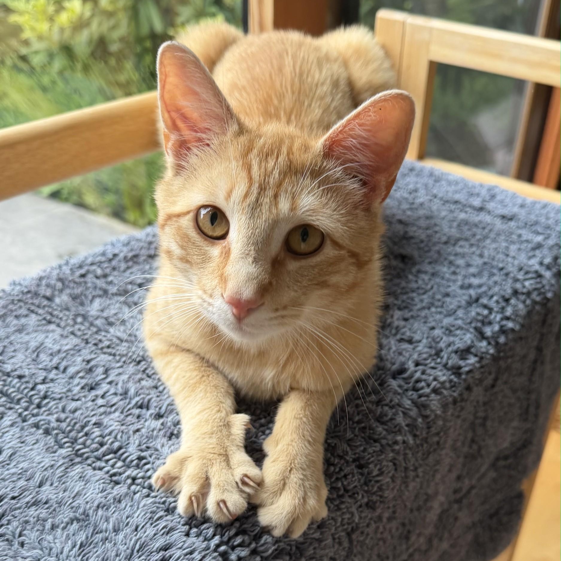 Meet Talky - a very sweet cat who will steal your heart, adoptable, Adult Male Tabby.