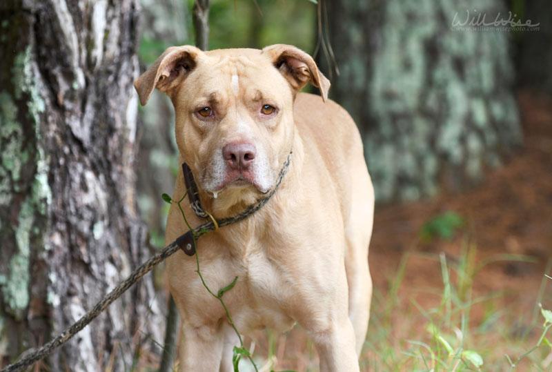 Enlarge Shrek, a Adoptable mixed breed in Monroe, GA image 1/1