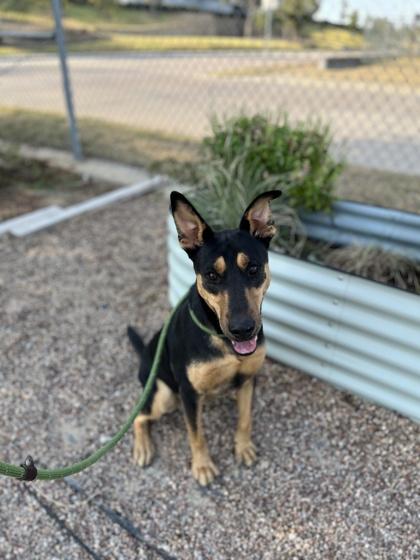 Isabella — thumbnail 2