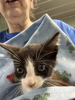 Tucker, Adoptable, Kitten Male Domestic Short Hair & Domestic Short Hair.