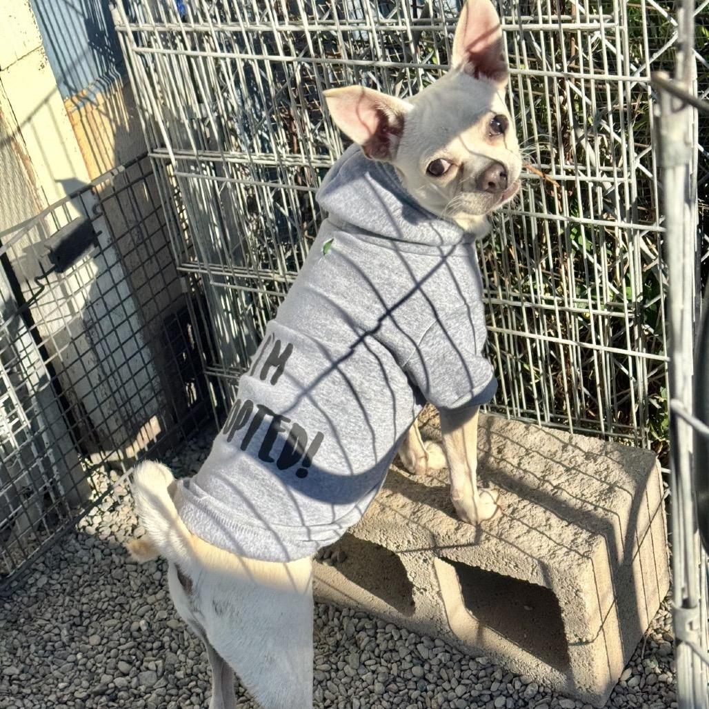 Poker, Adoptable, Young Male Mixed Breed.
