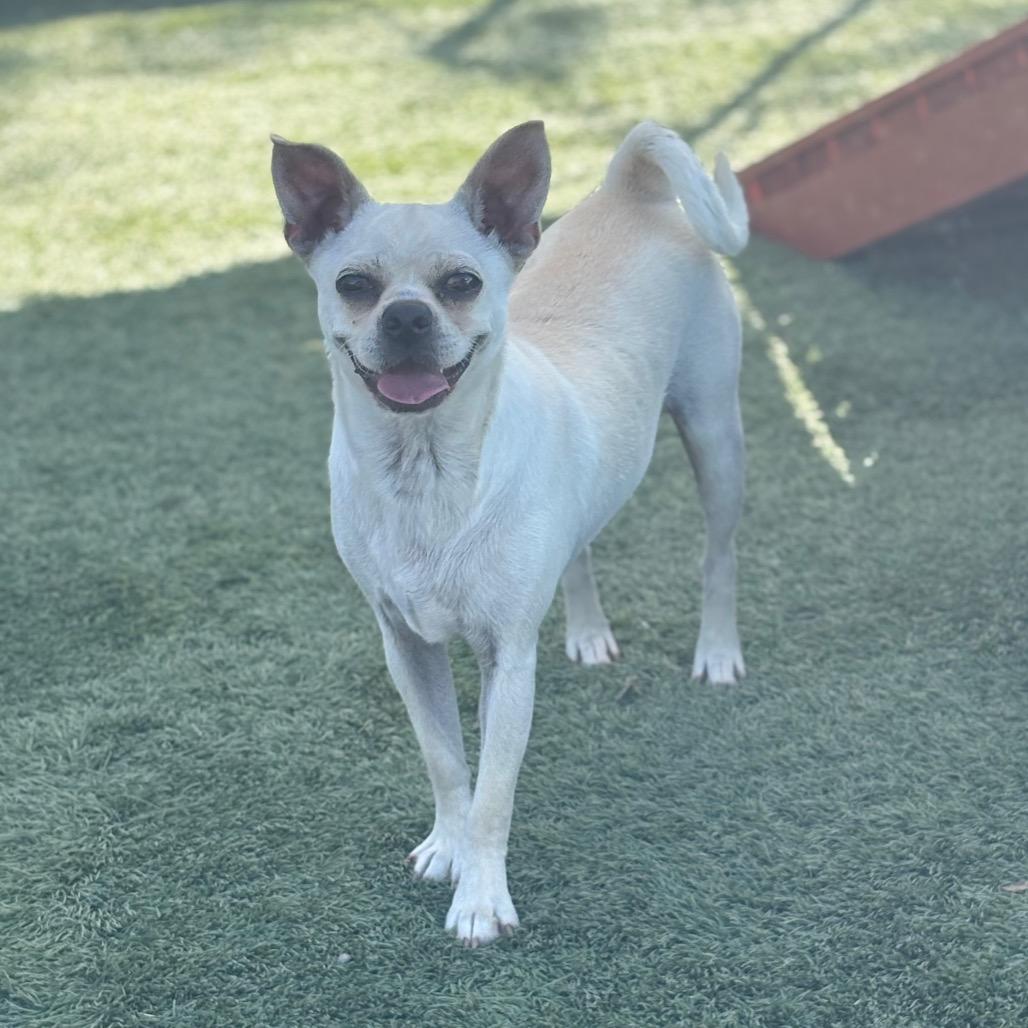 Poker, a Adoptable Mixed Breed in San Pablo, CA image 2/6