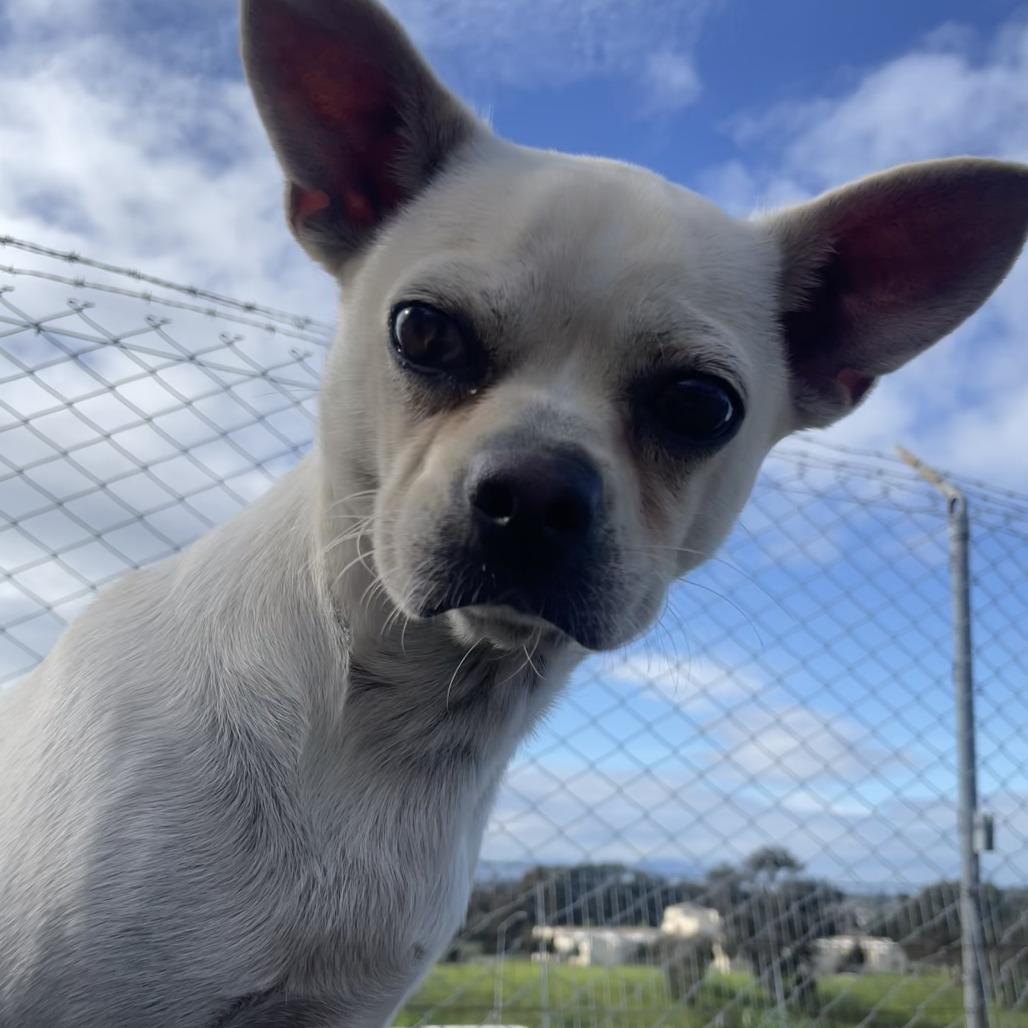 Poker, a Adoptable Mixed Breed in San Pablo, CA image 3/6