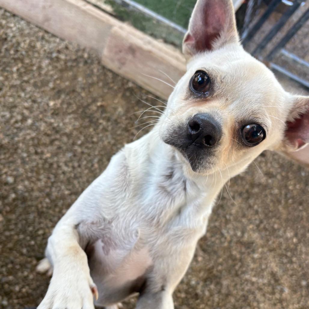Poker, a Adoptable Mixed Breed in San Pablo, CA image 4/6