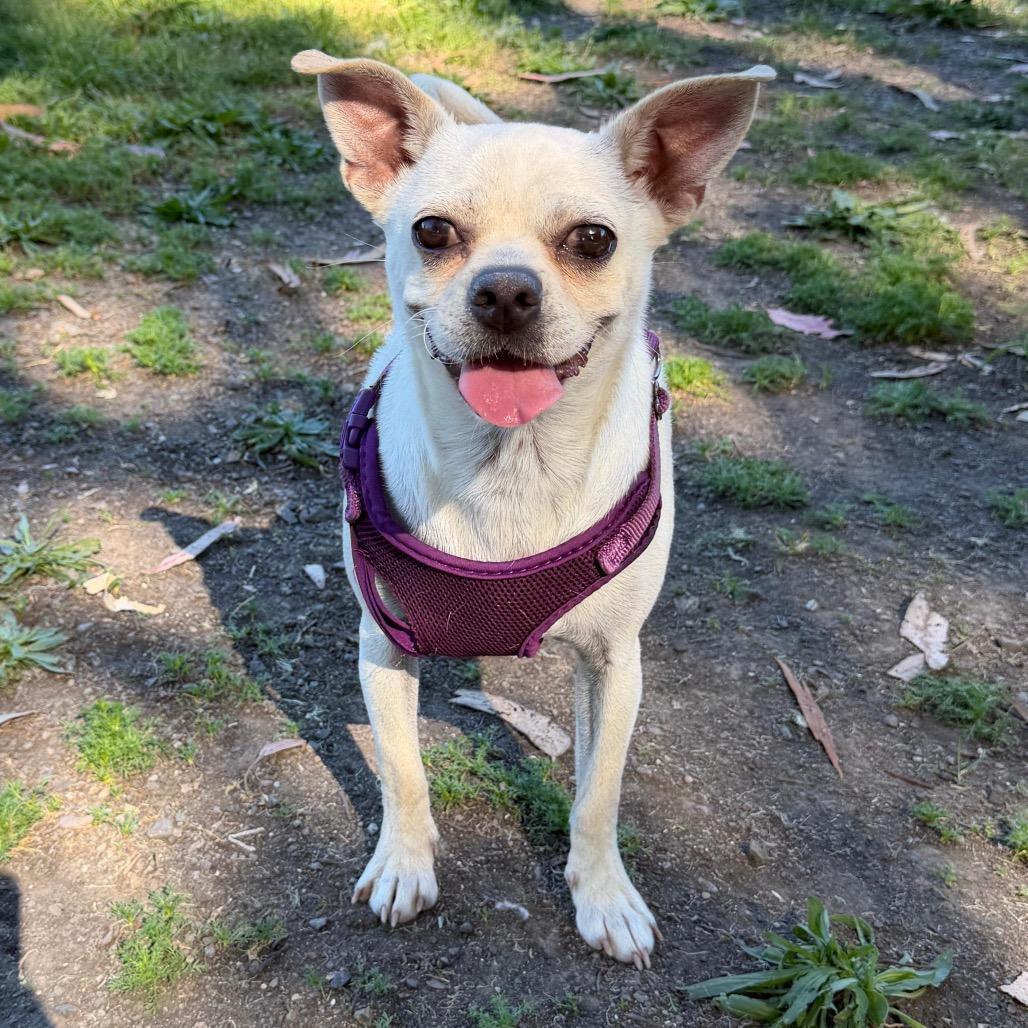 Poker, a Adoptable Mixed Breed in San Pablo, CA image 5/6