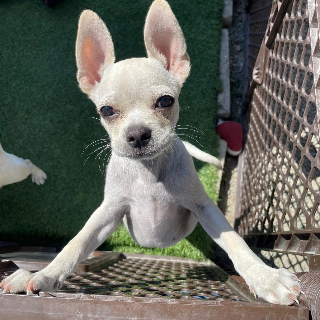 Poker, a Adoptable Mixed Breed in San Pablo, CA image 6/6