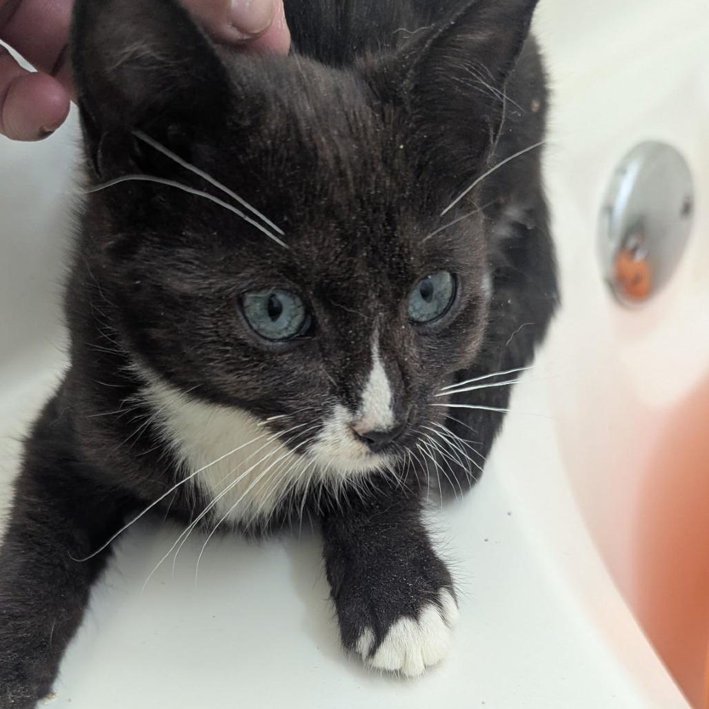 Nelly, Adoptable, Young Female Domestic Short Hair & Domestic Short Hair.