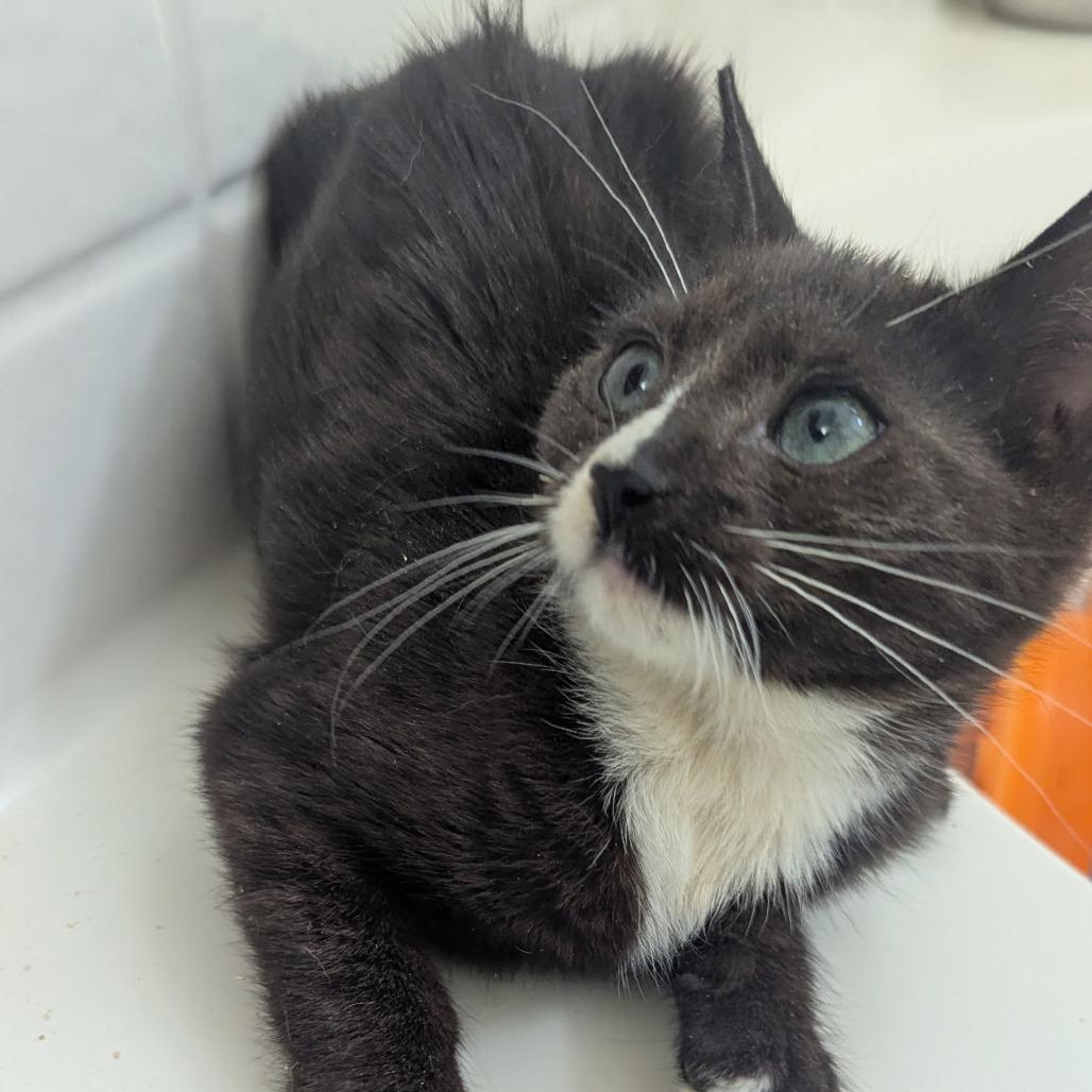 Enlarge Nelly, a Adoptable mixed breed in Pleasanton, CA image 2/3