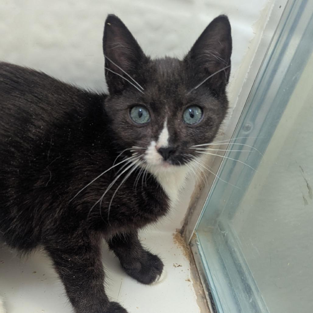 Enlarge Nelly, a Adoptable mixed breed in Pleasanton, CA image 3/3