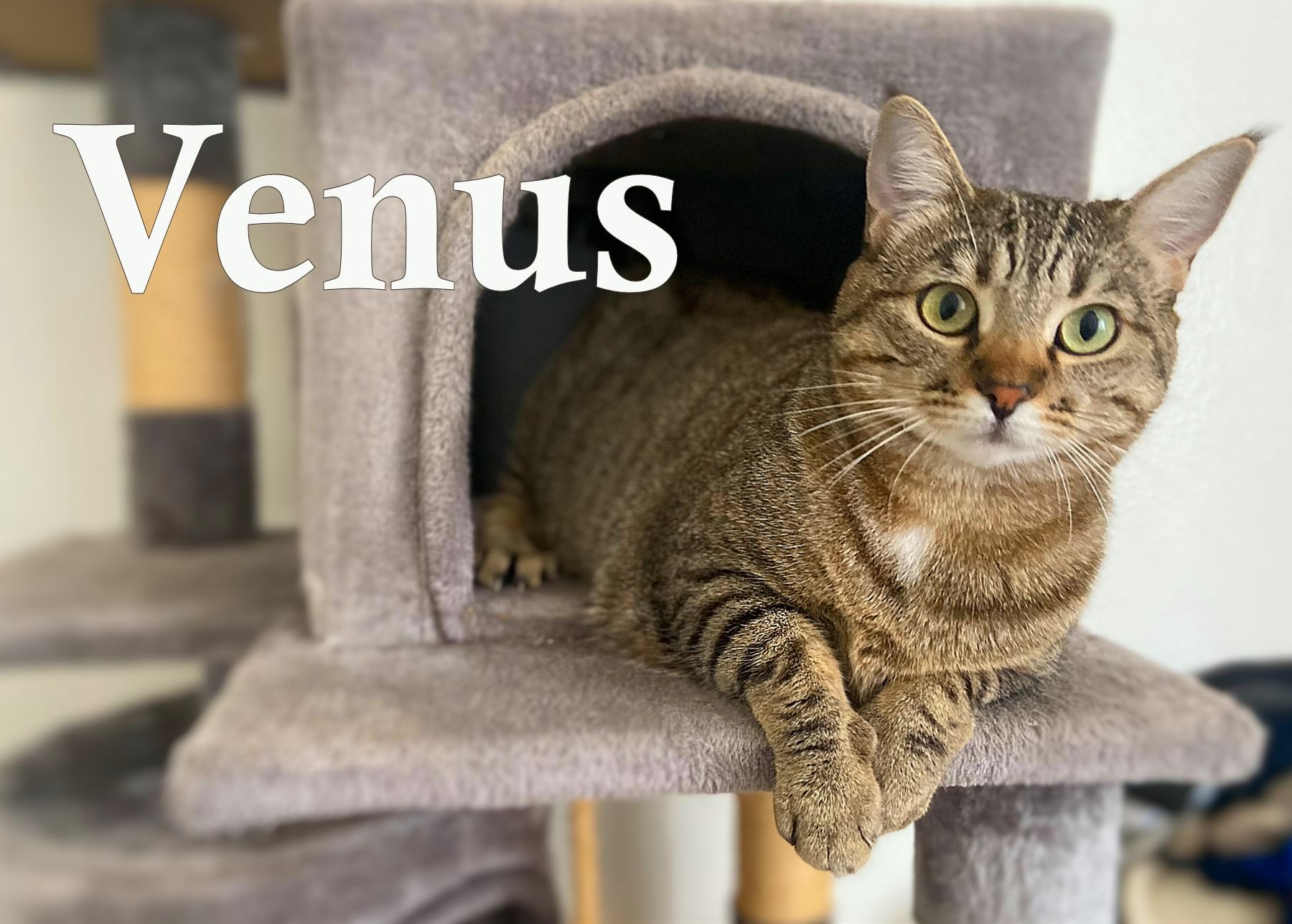 Venus