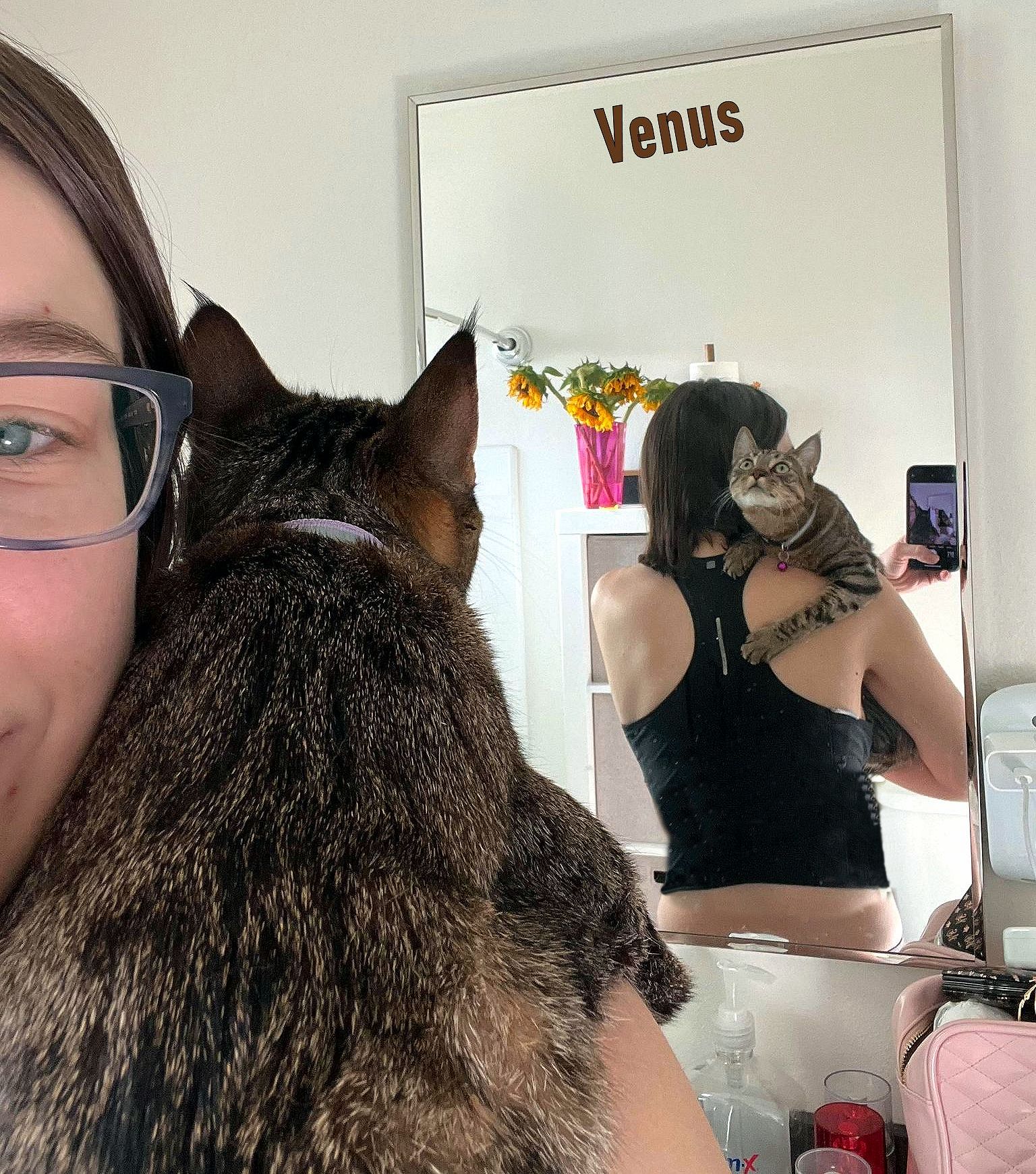 Enlarge Venus, a Adoptable mixed breed in Sherman Oaks, CA image 4/5