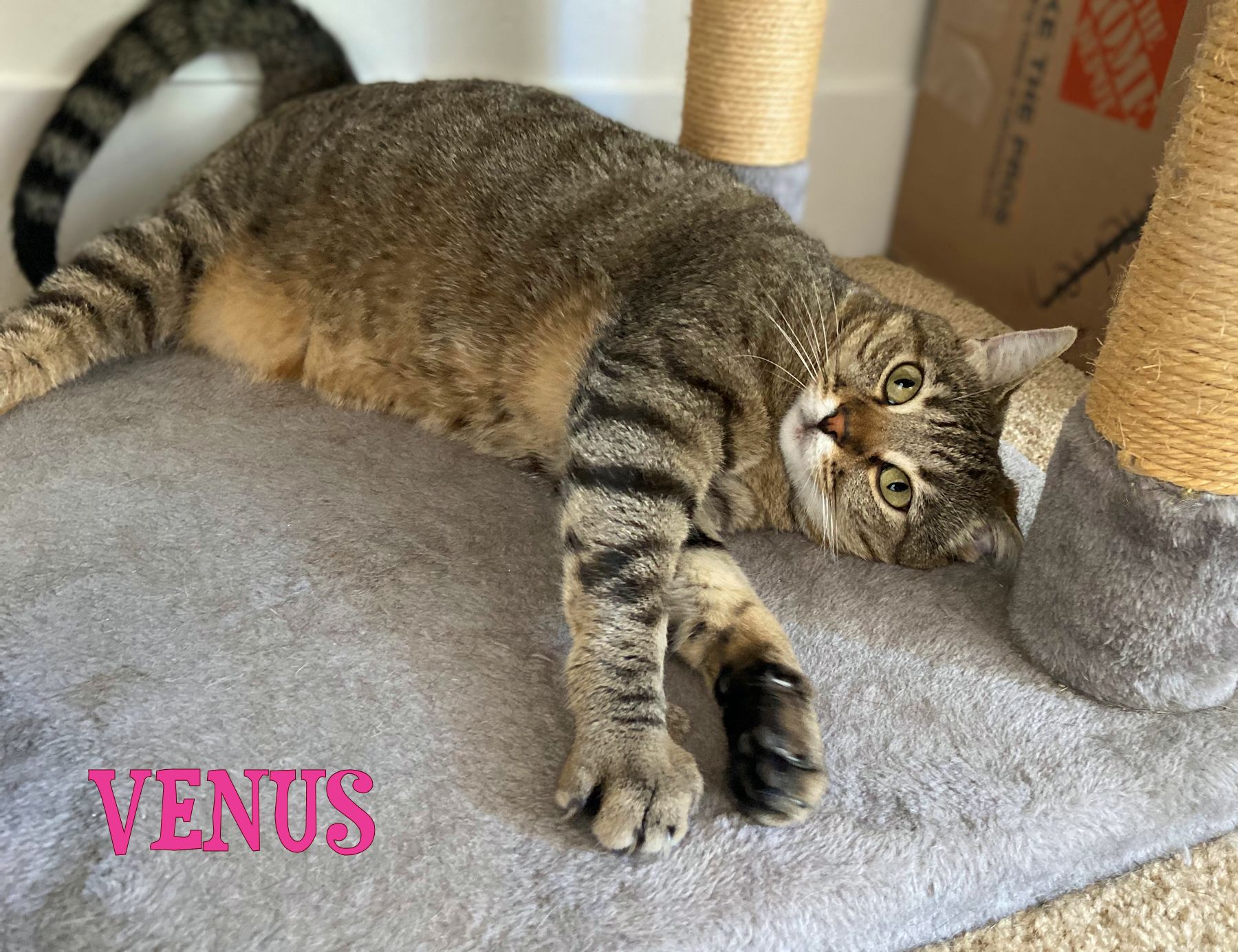 Enlarge Venus, a Adoptable mixed breed in Sherman Oaks, CA image 2/5