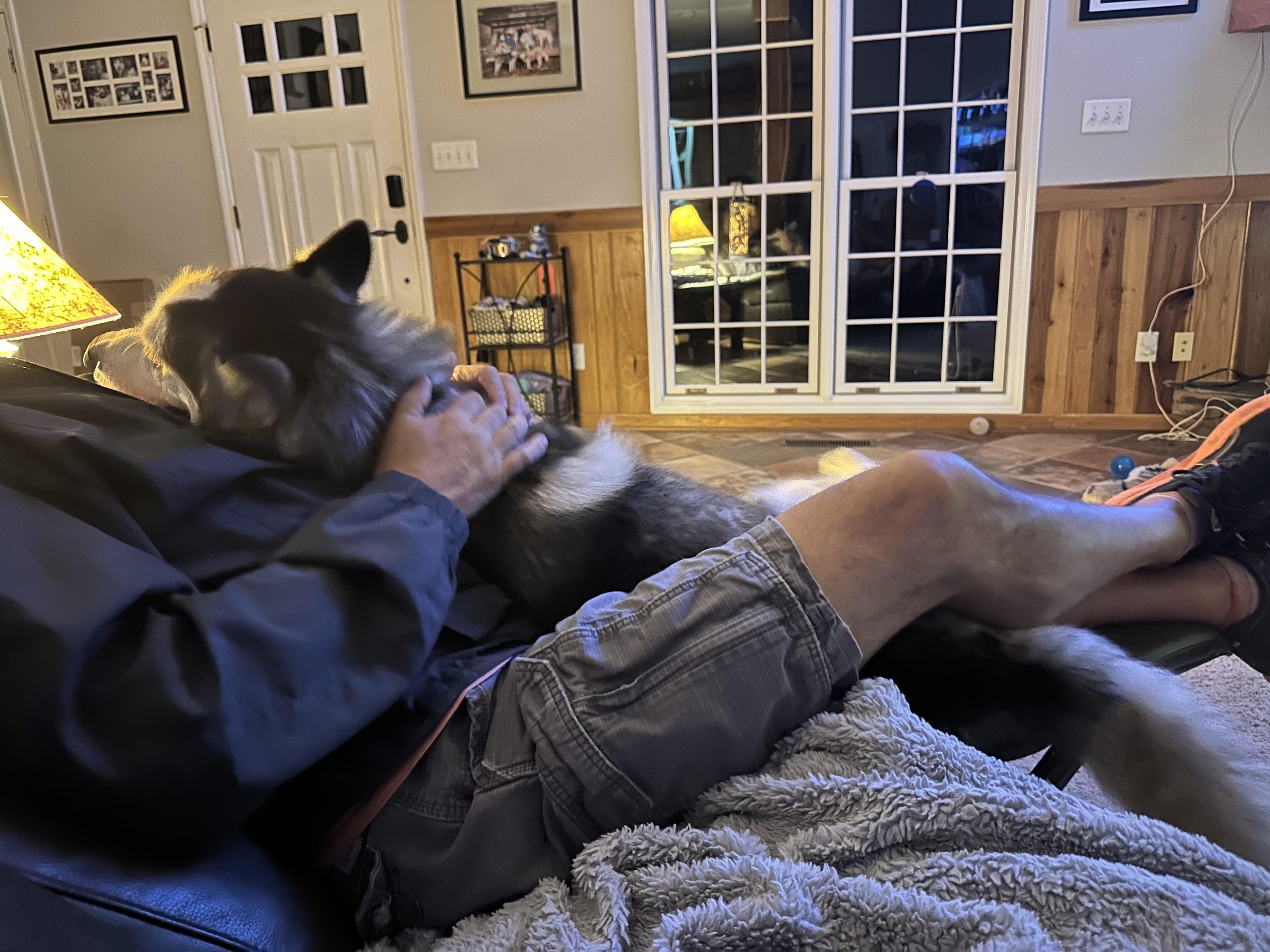 Domino, Adoptable, Young Male Siberian Husky.