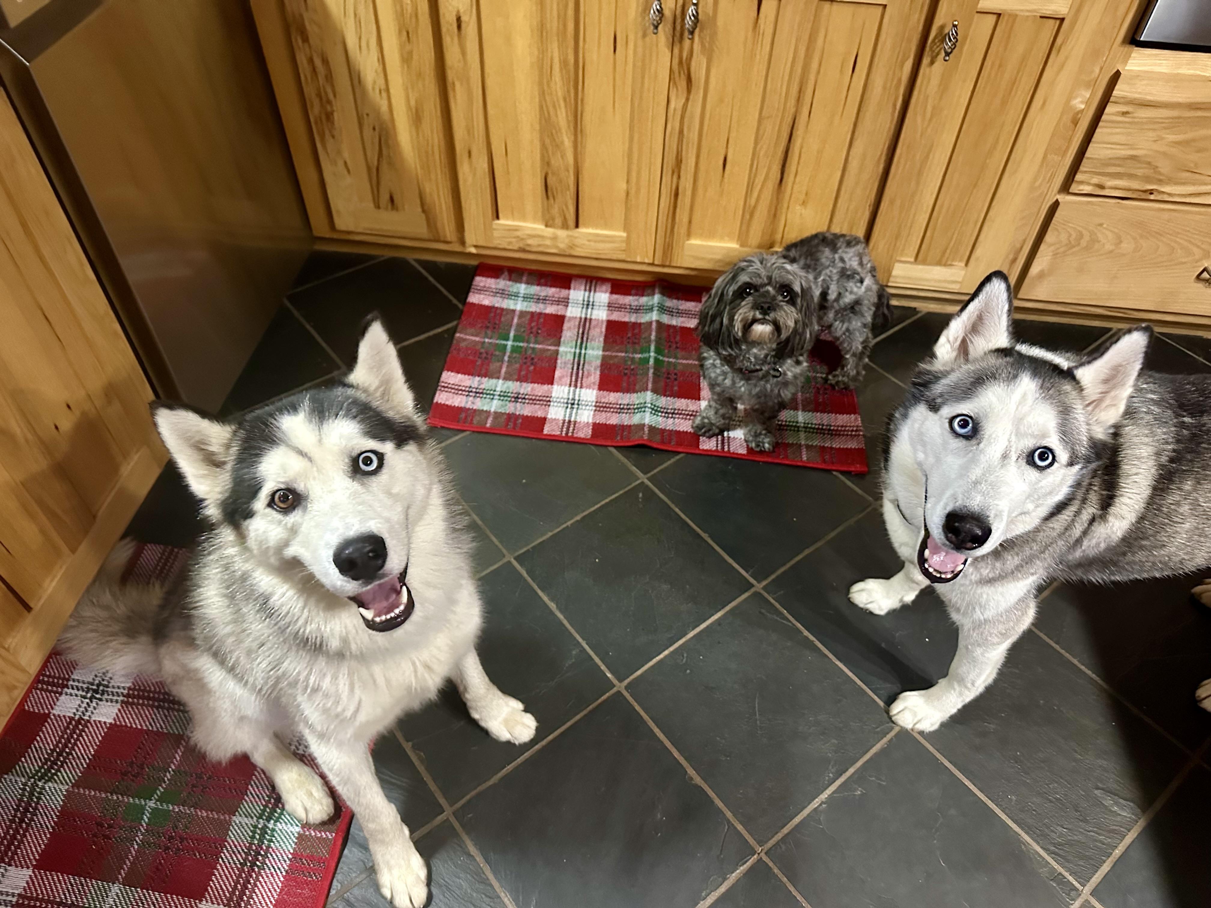 Enlarge Domino, a Adoptable Siberian Husky in Cumming, GA image 2/4