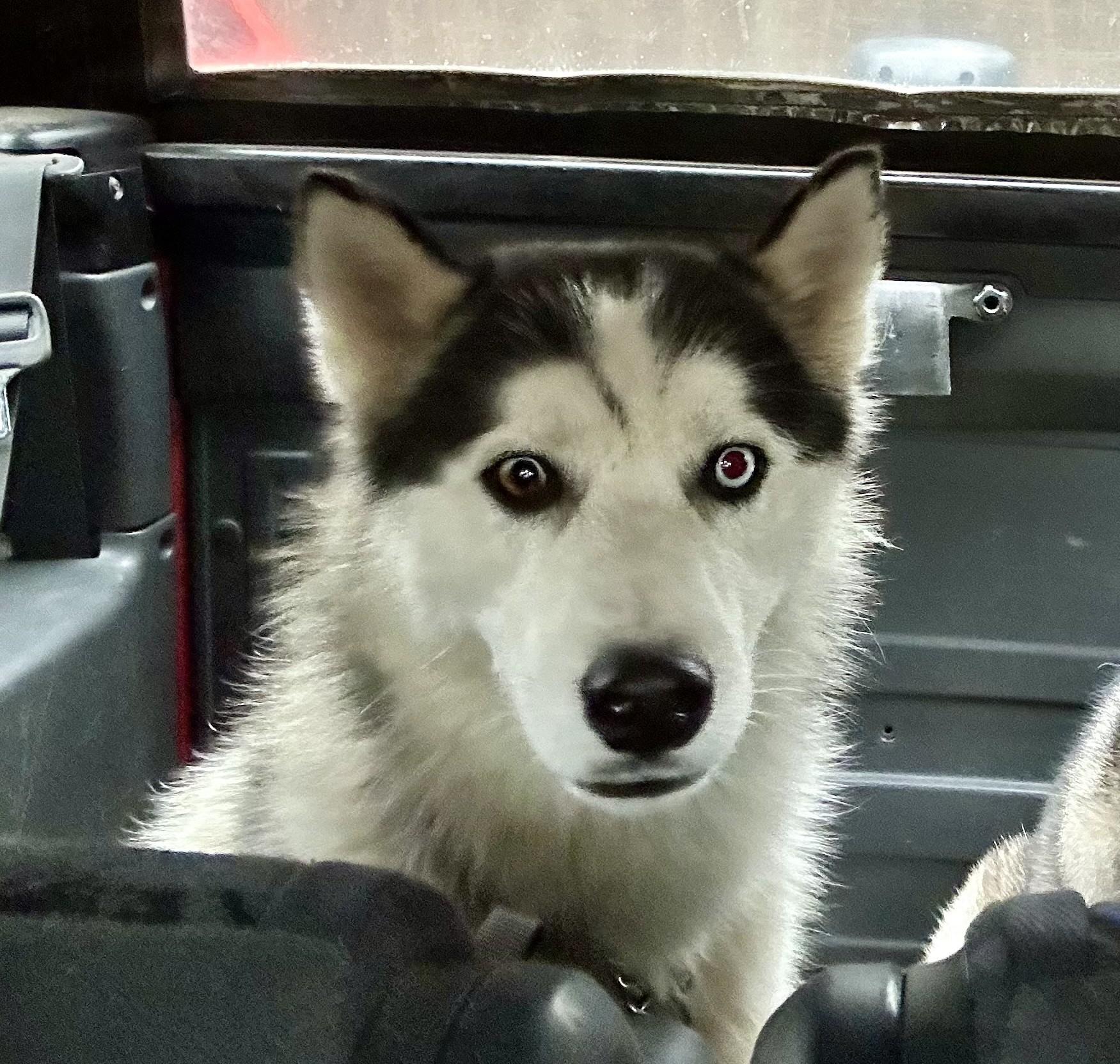 Enlarge Domino, a Adoptable Siberian Husky in Cumming, GA image 3/4