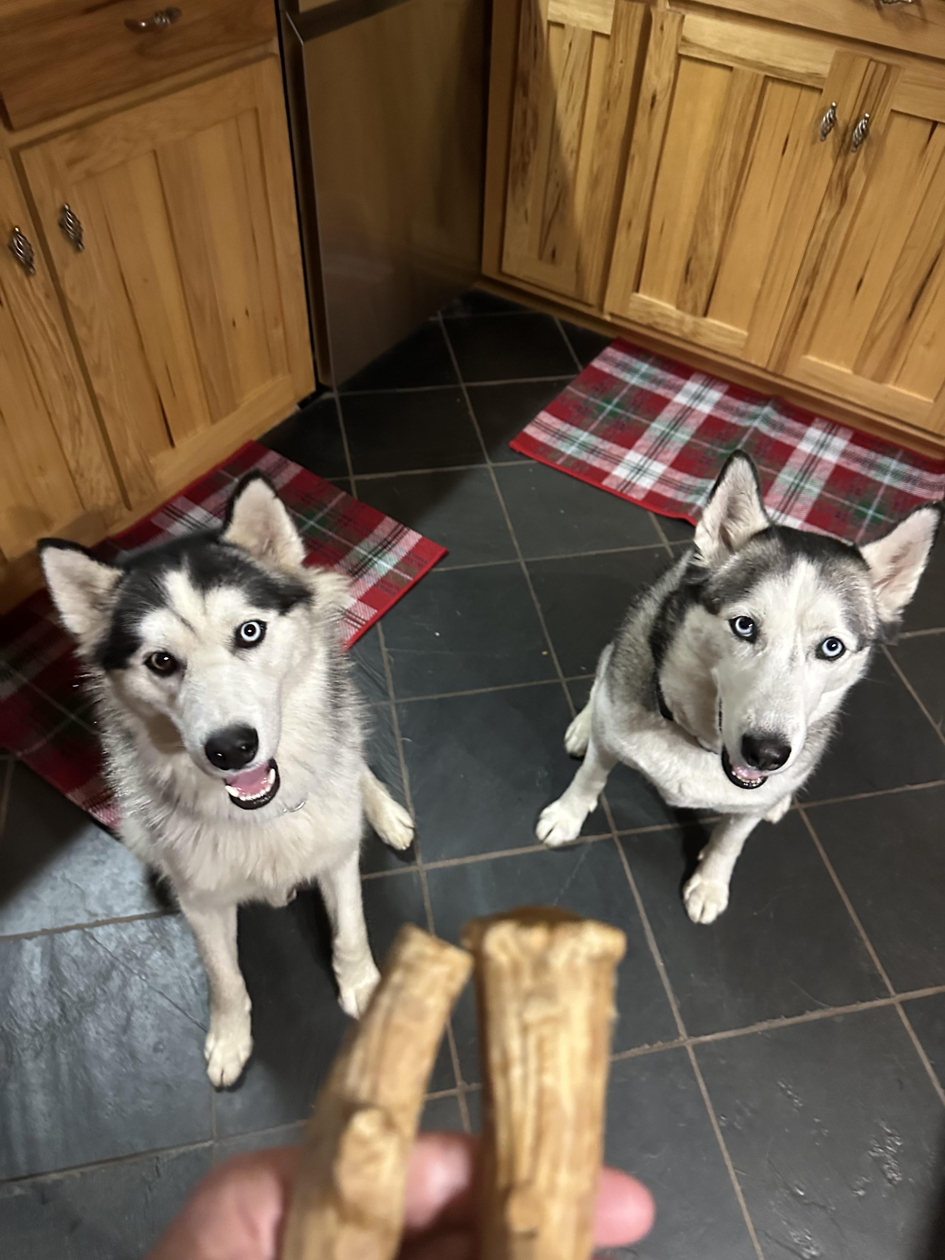 Enlarge Domino, a Adoptable Siberian Husky in Cumming, GA image 4/4