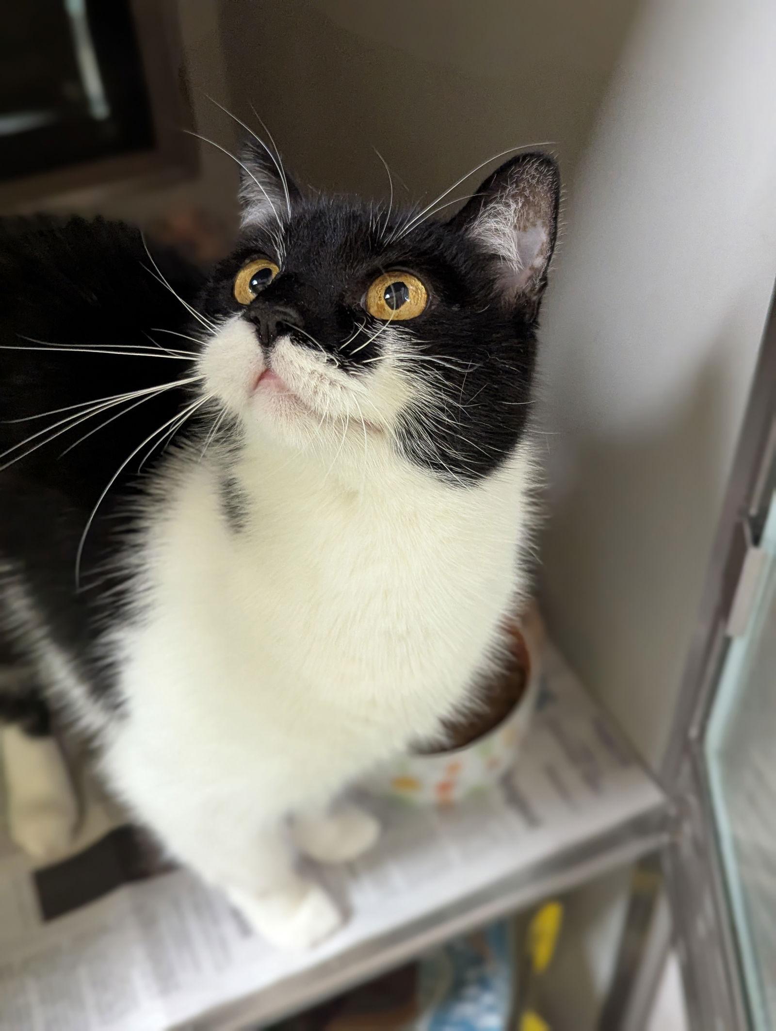 Felicity, Adopted, Adult Female Domestic Short Hair.