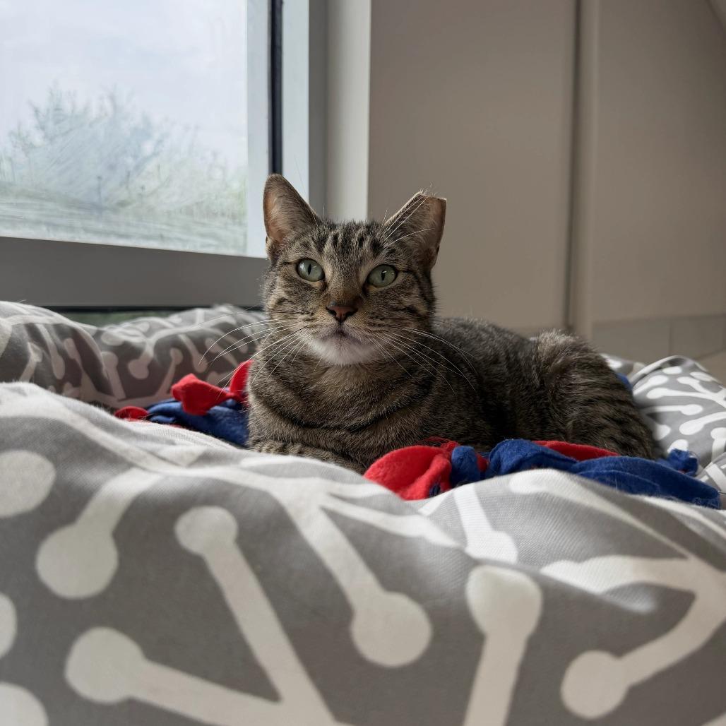 Bonita, Adoptable, Adult Female Domestic Short Hair.