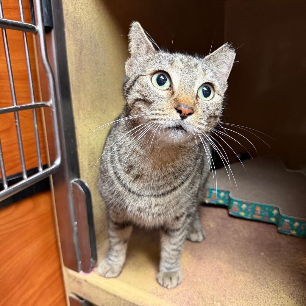 Enlarge Bonita, a Adoptable Domestic Short Hair in Jupiter, FL image 2/5