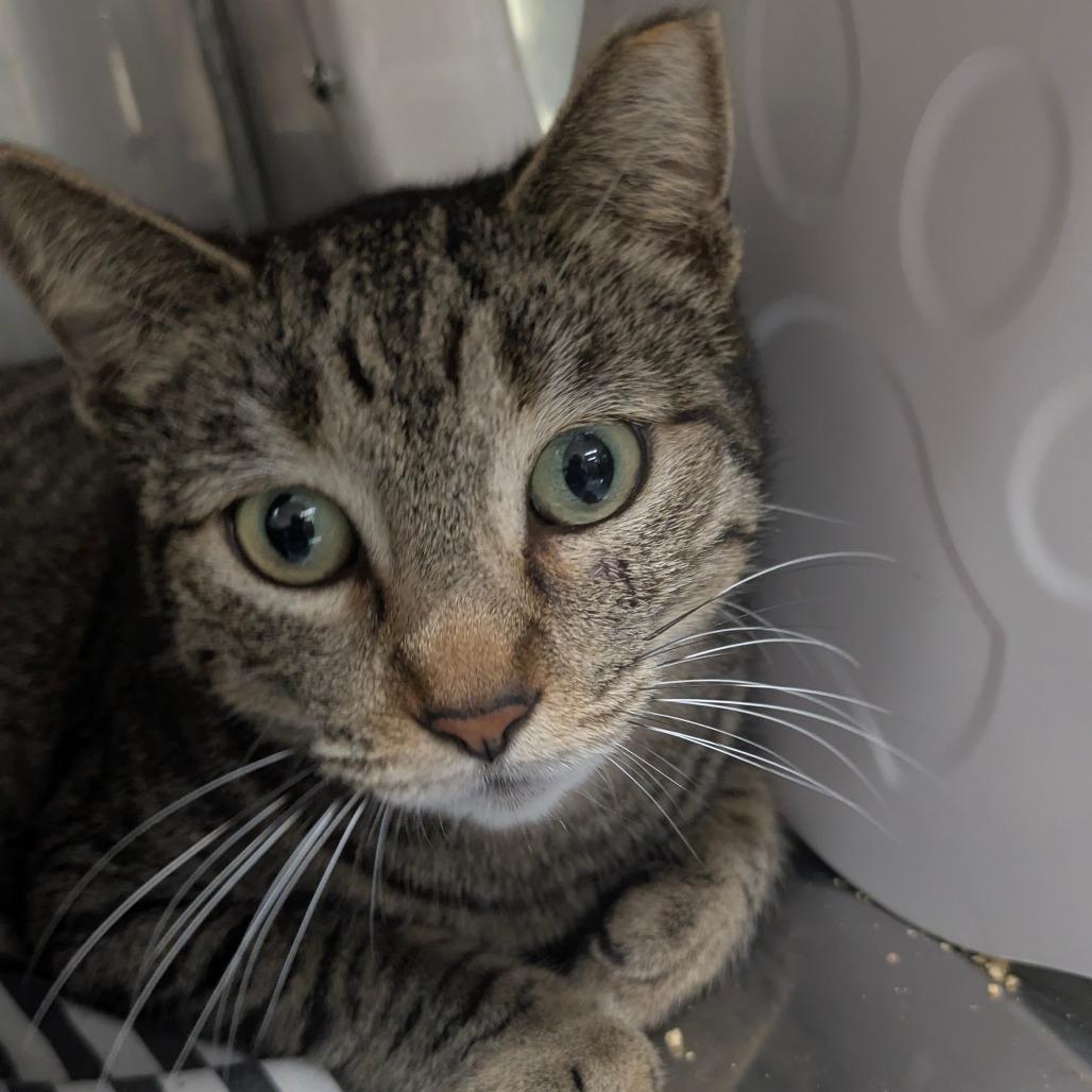 Enlarge Bonita, a Adoptable Domestic Short Hair in Jupiter, FL image 3/5