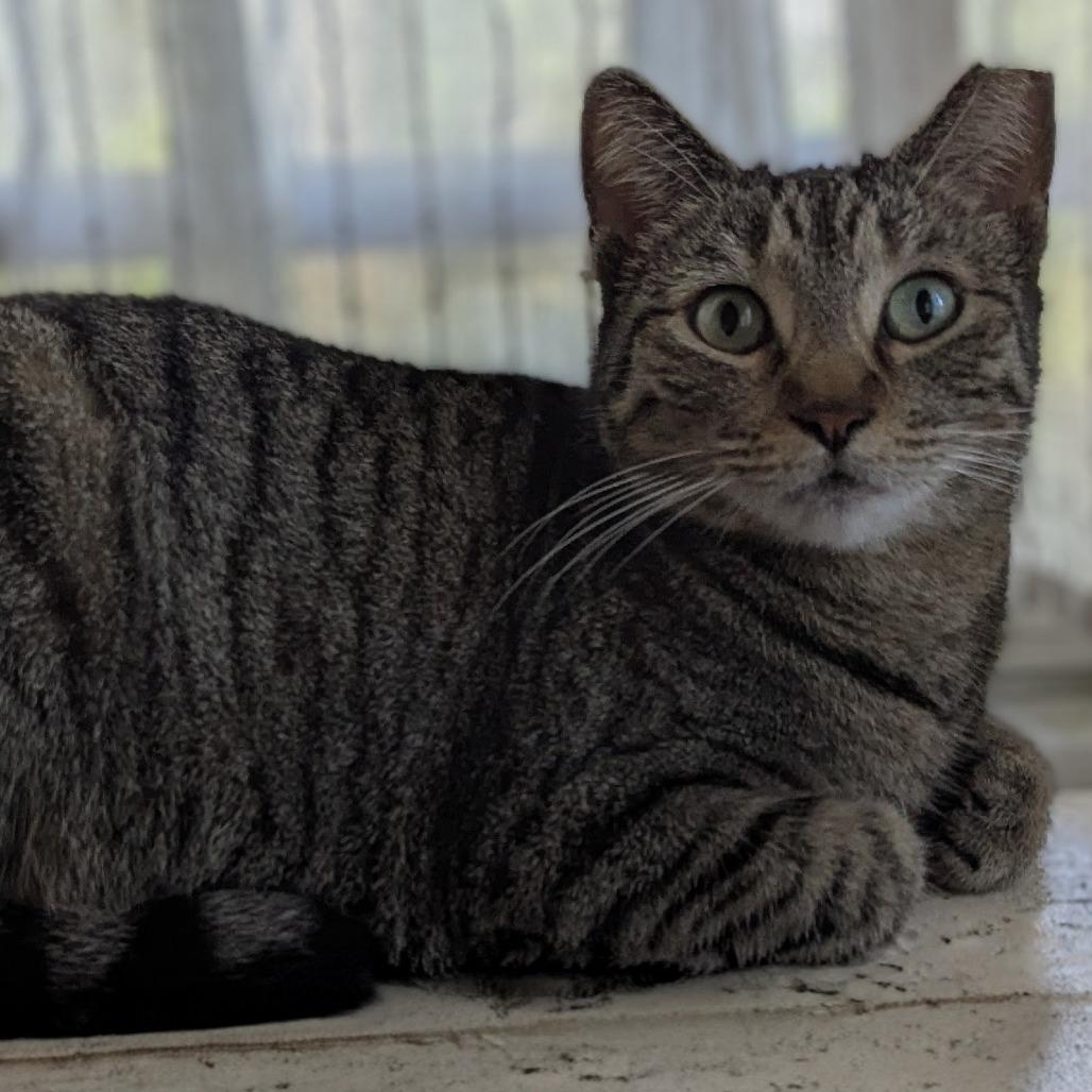 Enlarge Bonita, a Adoptable Domestic Short Hair in Jupiter, FL image 4/5