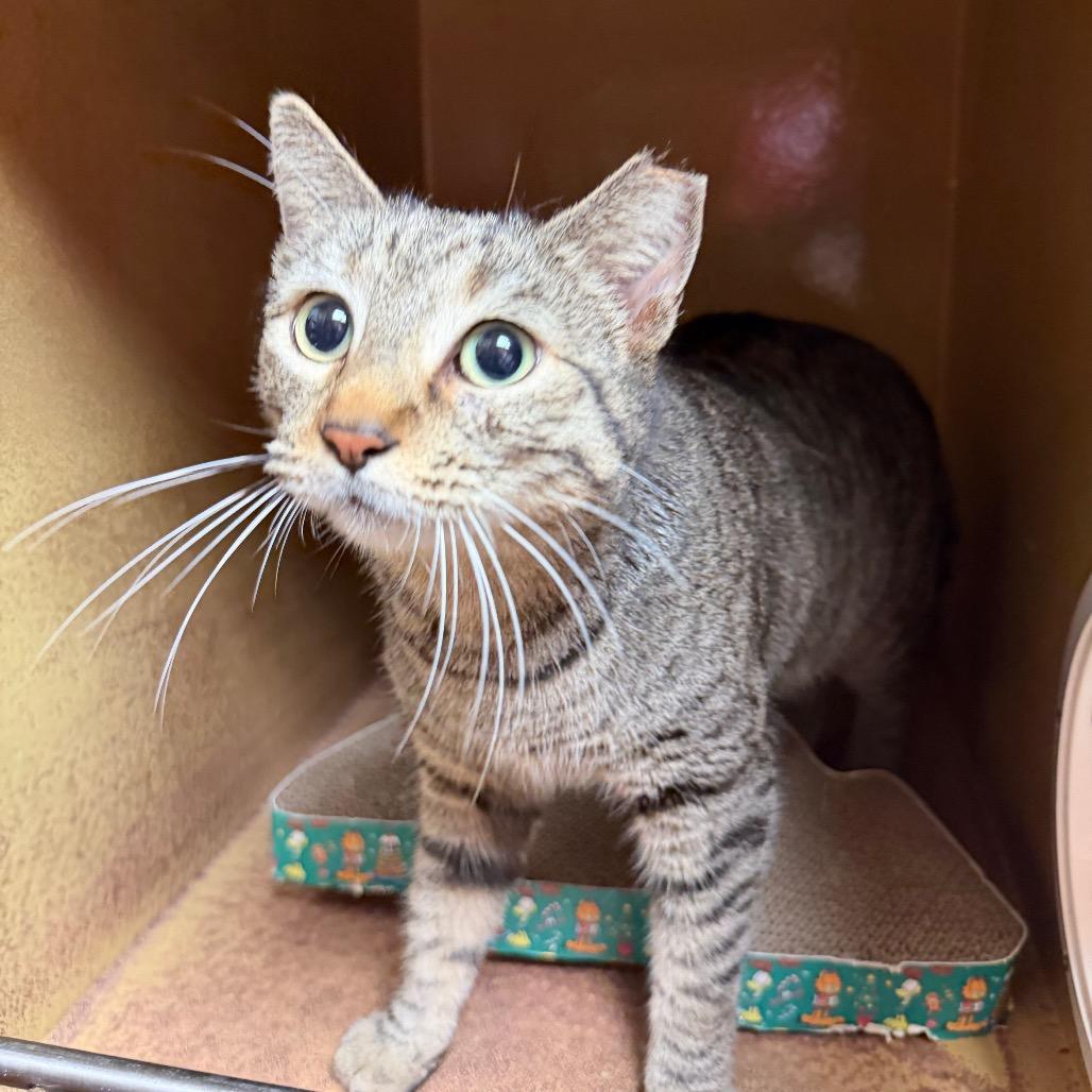 Enlarge Bonita, a Adoptable Domestic Short Hair in Jupiter, FL image 5/5