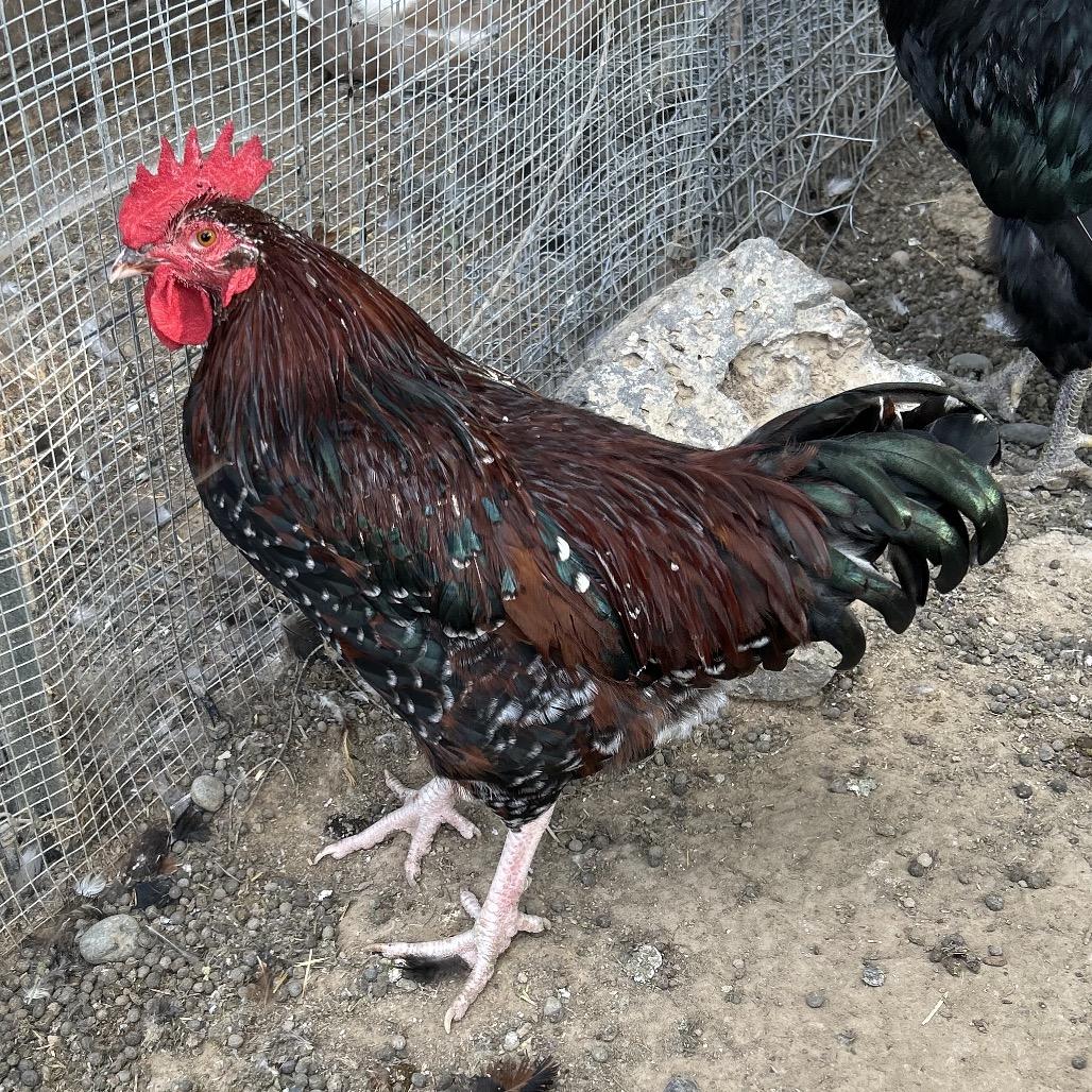 Speckled Squacky, Adoptable, Adult Male Chicken.