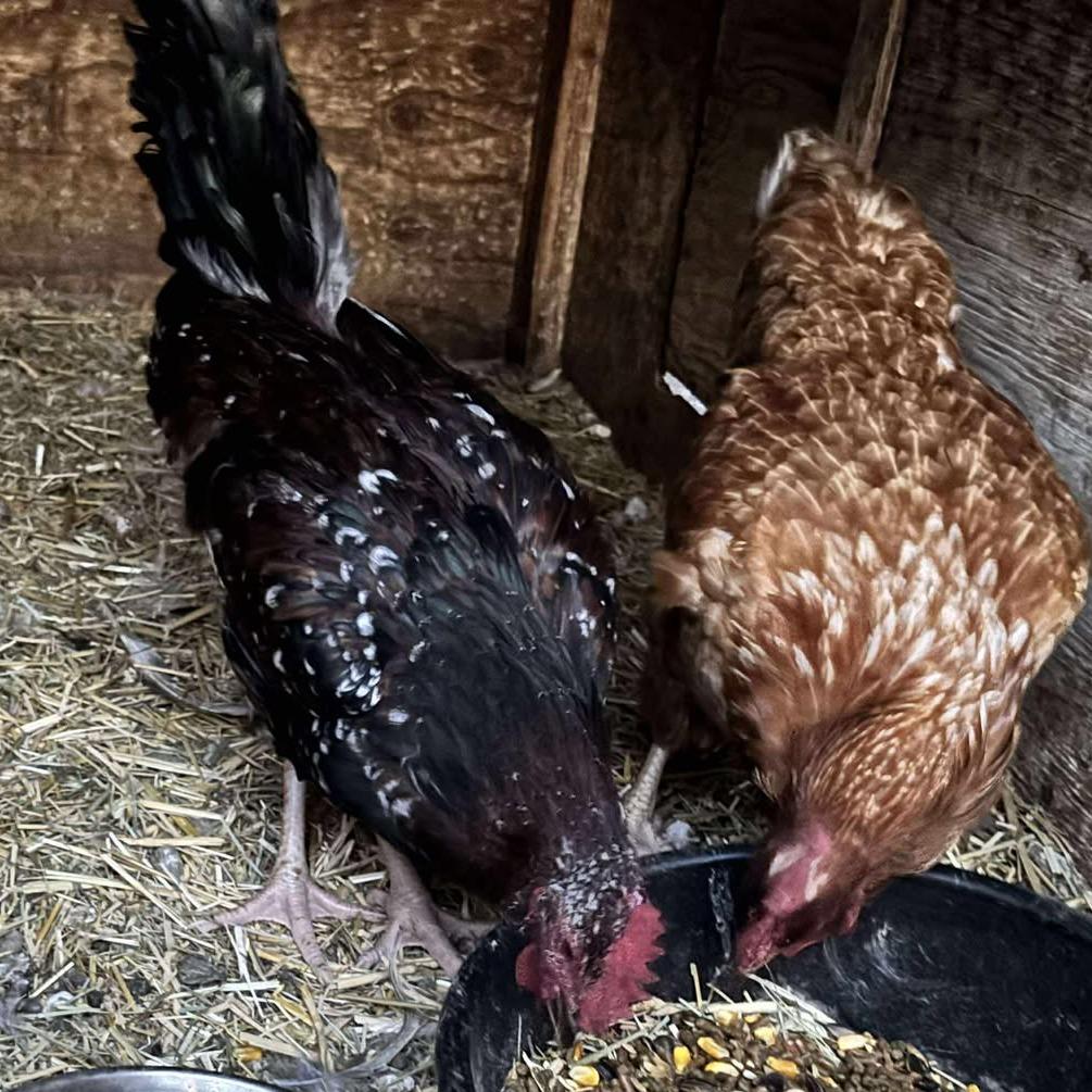Enlarge Speckled Squacky, a Adoptable Chicken in Nampa, ID image 3/3