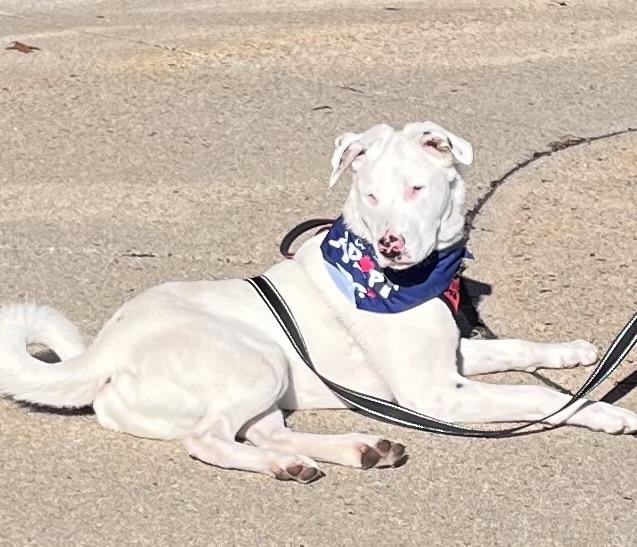 Grove is PENDING ADOPTION!, a Adoptable mixed breed in Falmouth, ME image 4/6