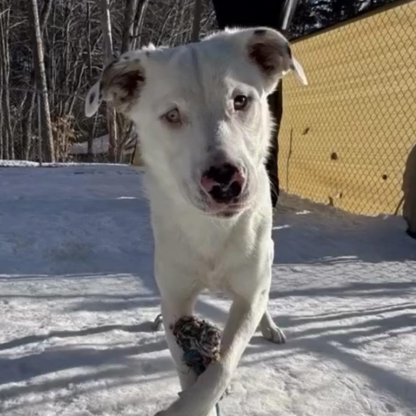 Enlarge Grover in Maine, an adoptable mixed breed in South Portland, ME image 1/6