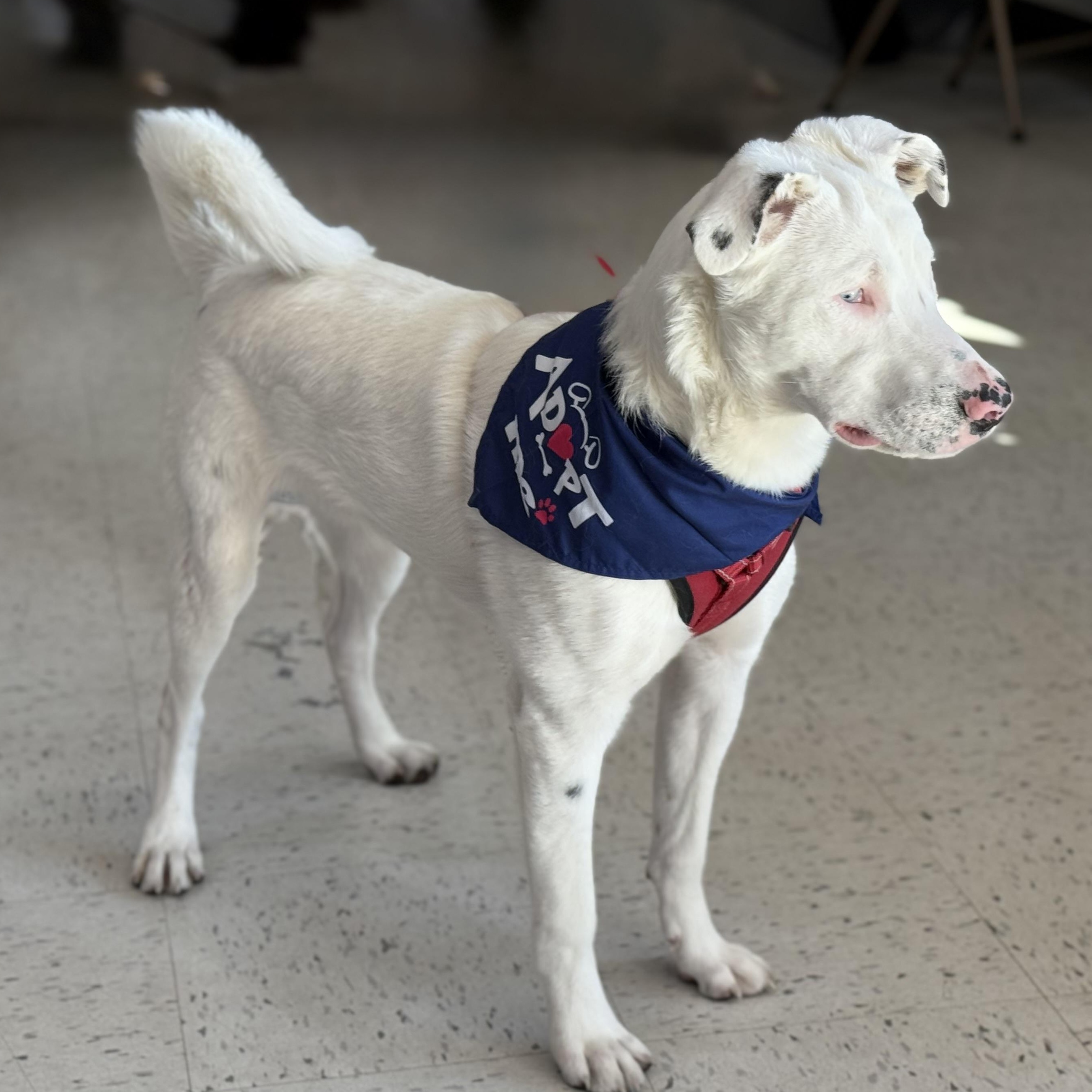 Grove is PENDING ADOPTION!, a Adoptable mixed breed in Falmouth, ME image 1/6