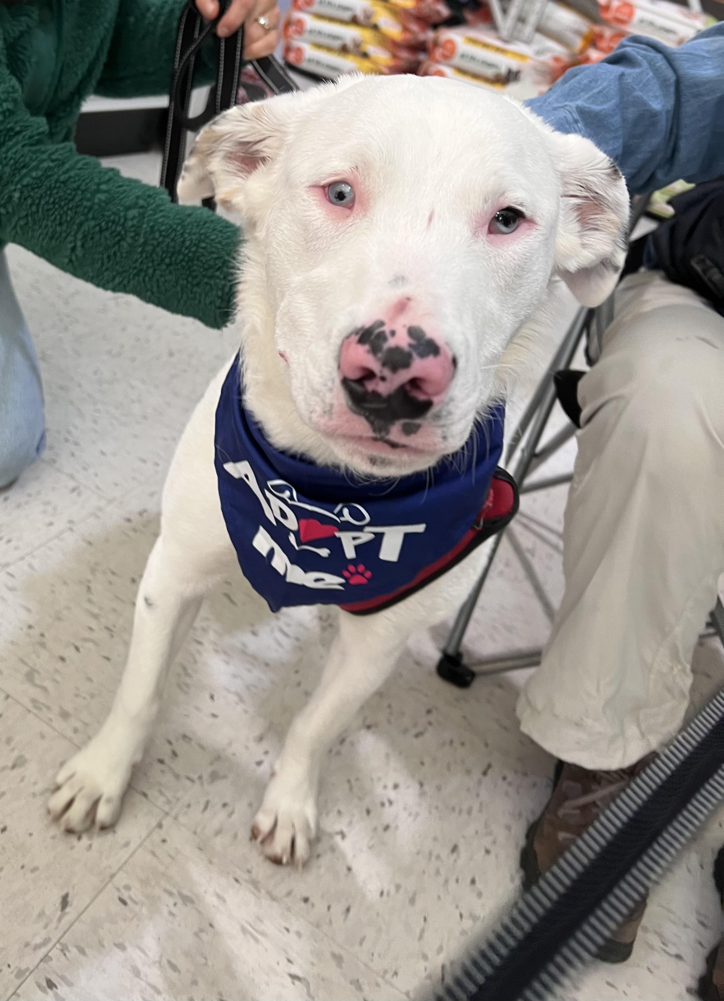 Grove is PENDING ADOPTION!, a Adoptable mixed breed in Falmouth, ME image 2/6