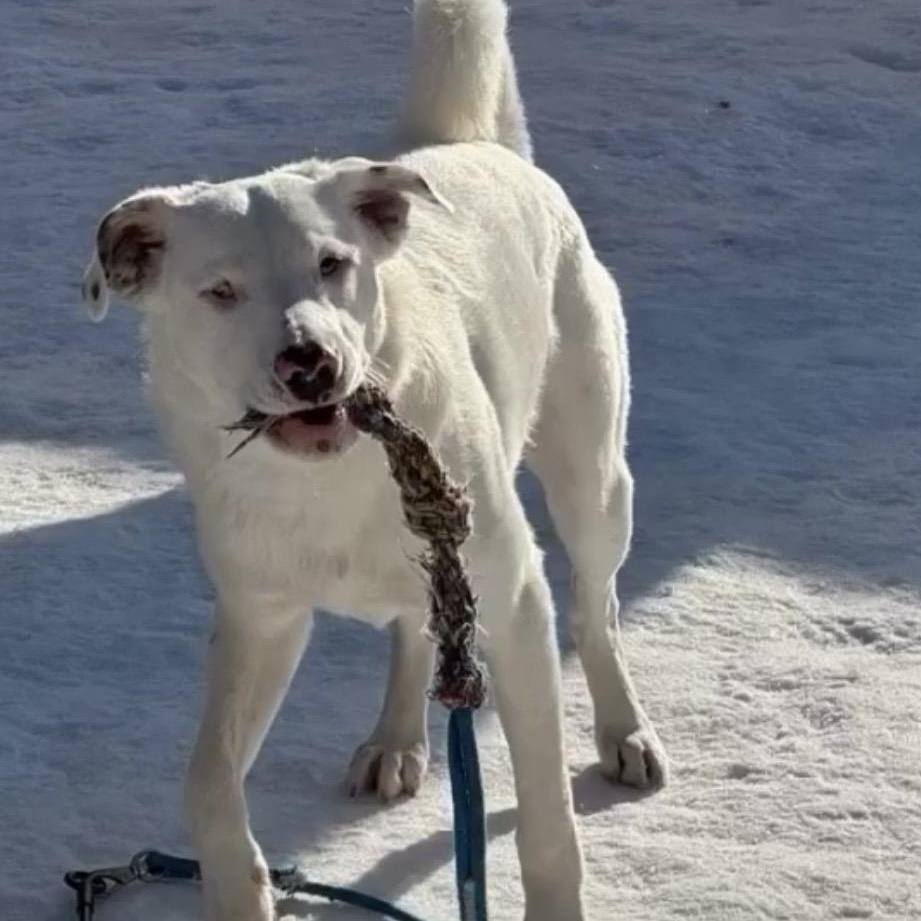 Enlarge Grover in Maine, an adoptable mixed breed in South Portland, ME image 3/6