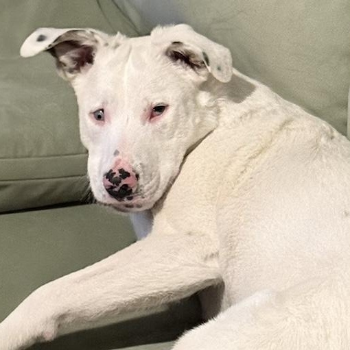 Enlarge Grover in Maine SS, a Adoptable mixed breed in Falmouth, ME image 4/5