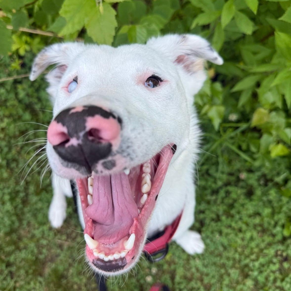 Grover in Maine SS, an adoptable mixed breed in Falmouth, ME image 2/6