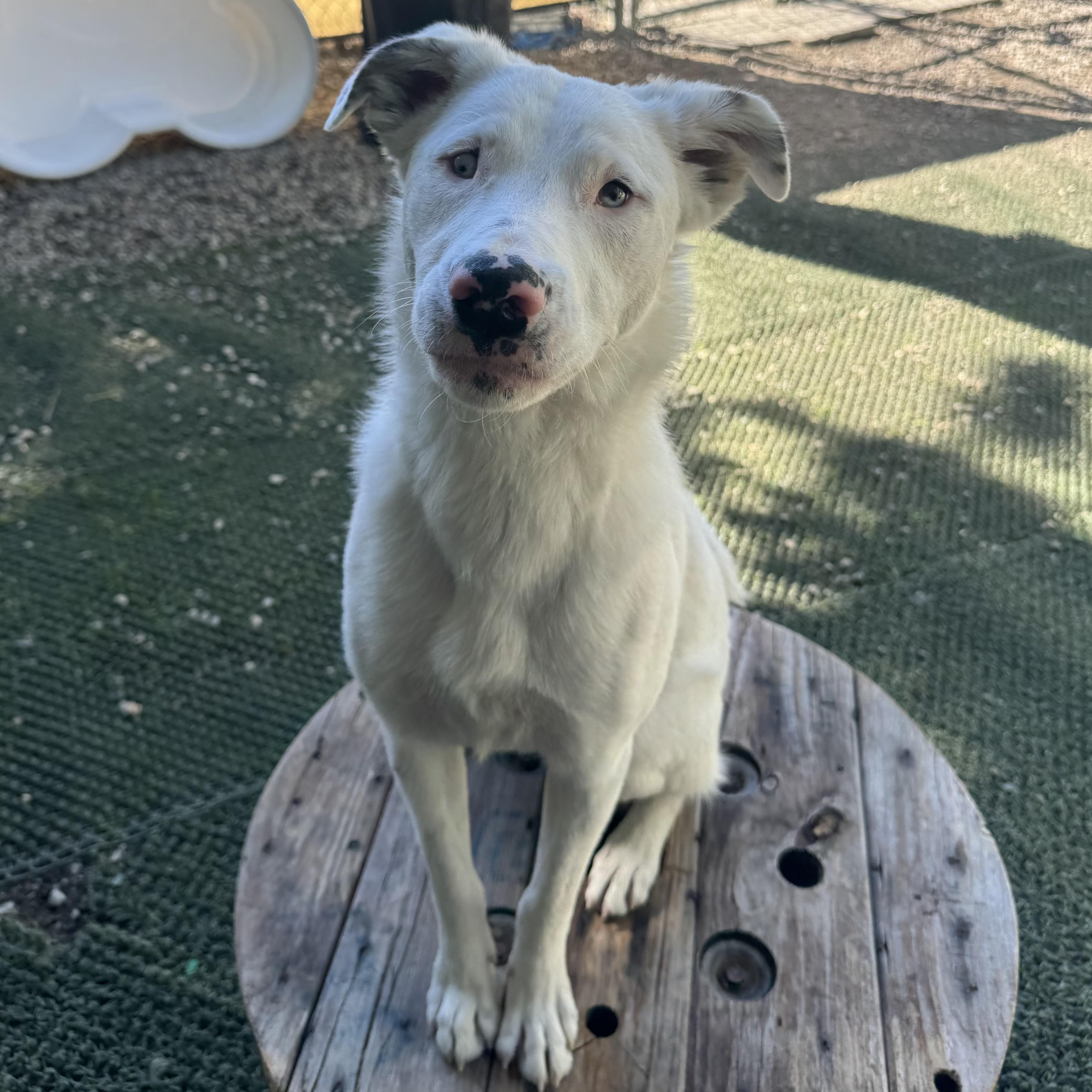 Grover in Maine, adoptable, Young Male Mixed Breed.