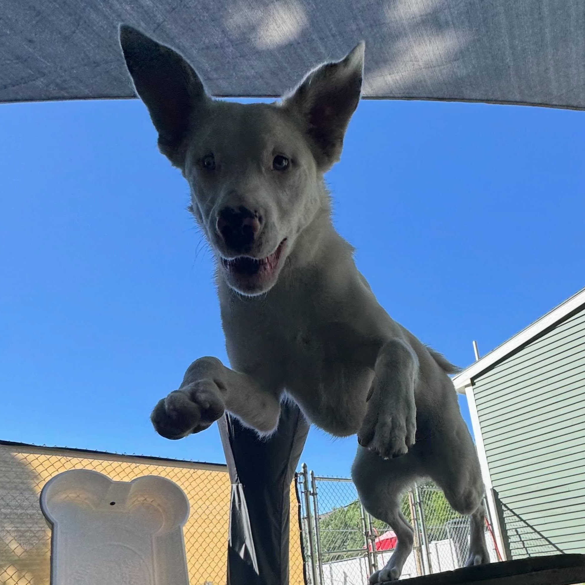 Enlarge Grover in Maine SS, a Adoptable mixed breed in Falmouth, ME image 5/5