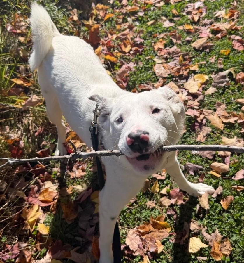 Grover in Maine SS, Adoptable, Young Male Mixed Breed.