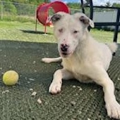 Grover in Maine, an adoptable mixed breed in Falmouth, ME image 2/6