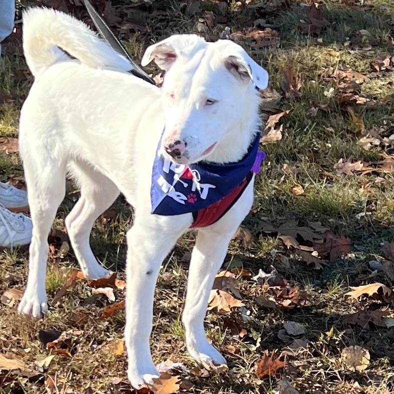 Grove is PENDING ADOPTION!, a Adoptable mixed breed in Falmouth, ME image 3/6