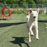 Grover in Maine, an adoptable mixed breed in Falmouth, ME image 1/6