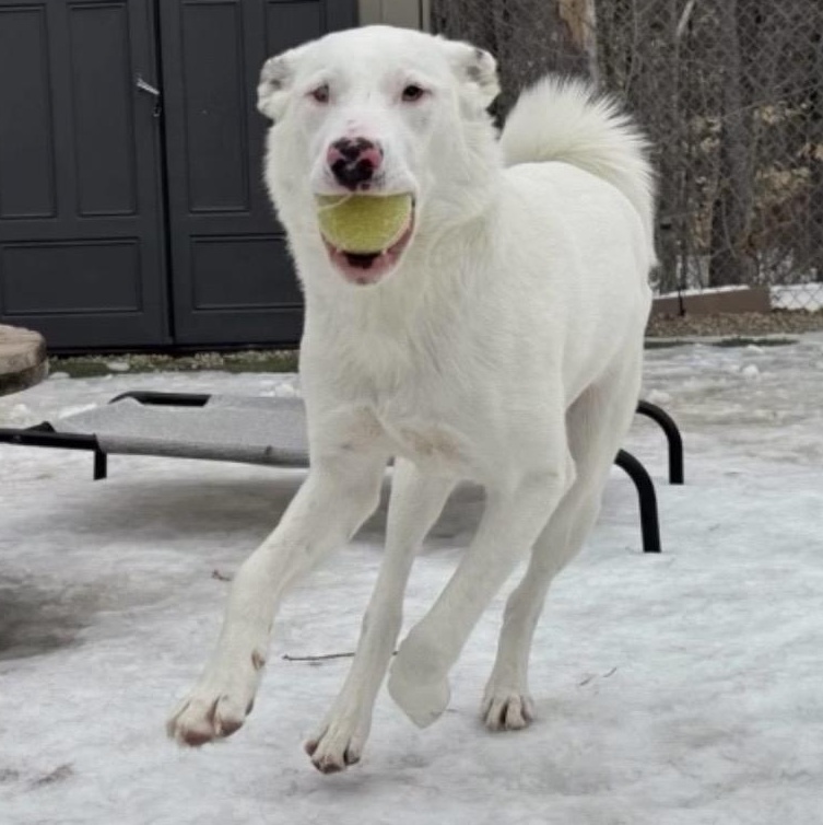 Enlarge Grover in Maine, an adoptable mixed breed in South Portland, ME image 2/6