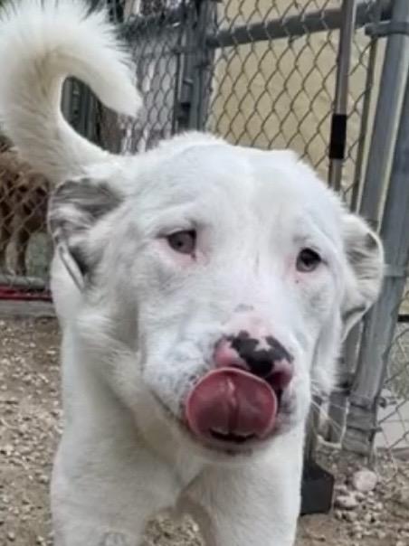 Grover in Maine, an adoptable mixed breed in Falmouth, ME image 3/6