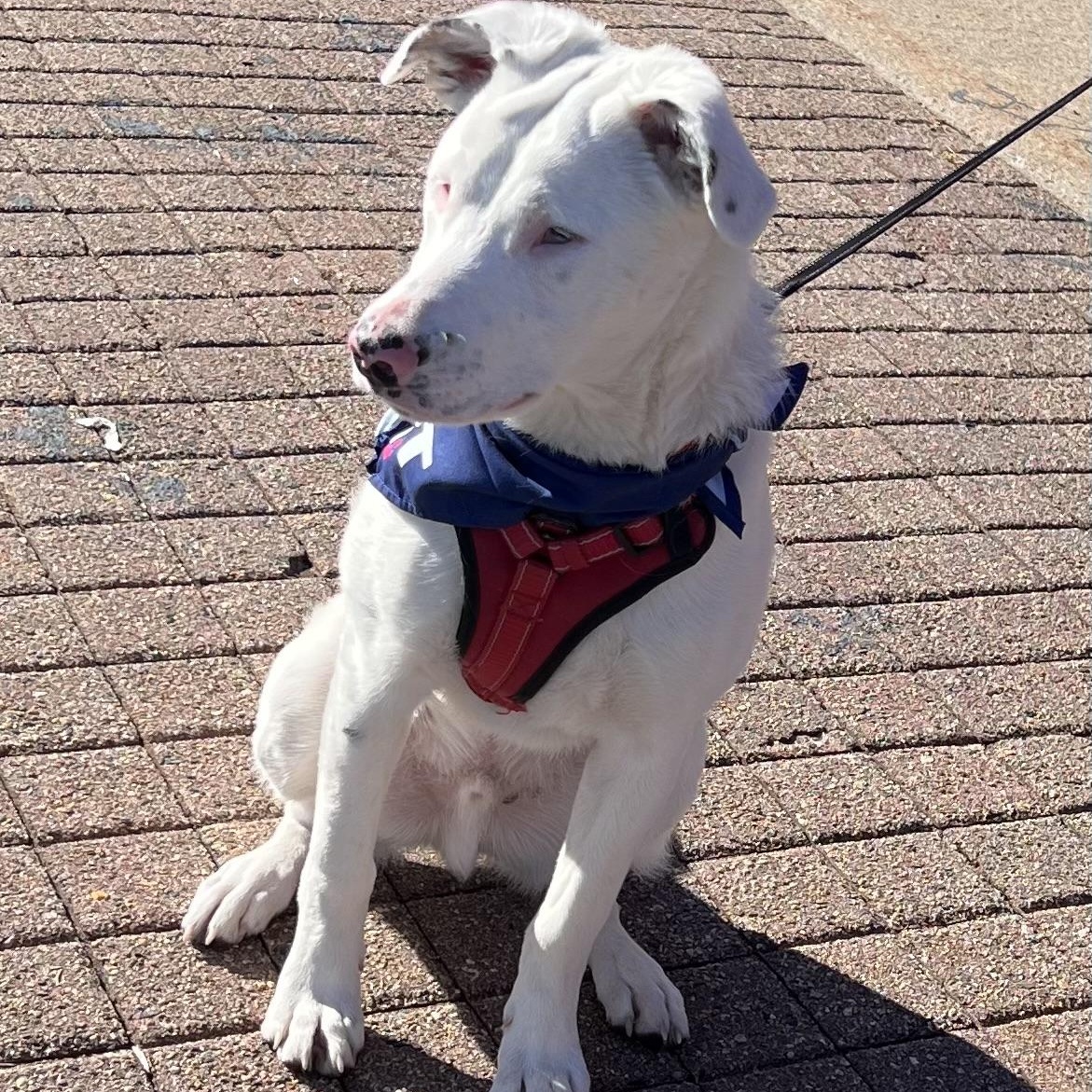 Grove is PENDING ADOPTION!, a Adoptable mixed breed in Falmouth, ME image 5/6