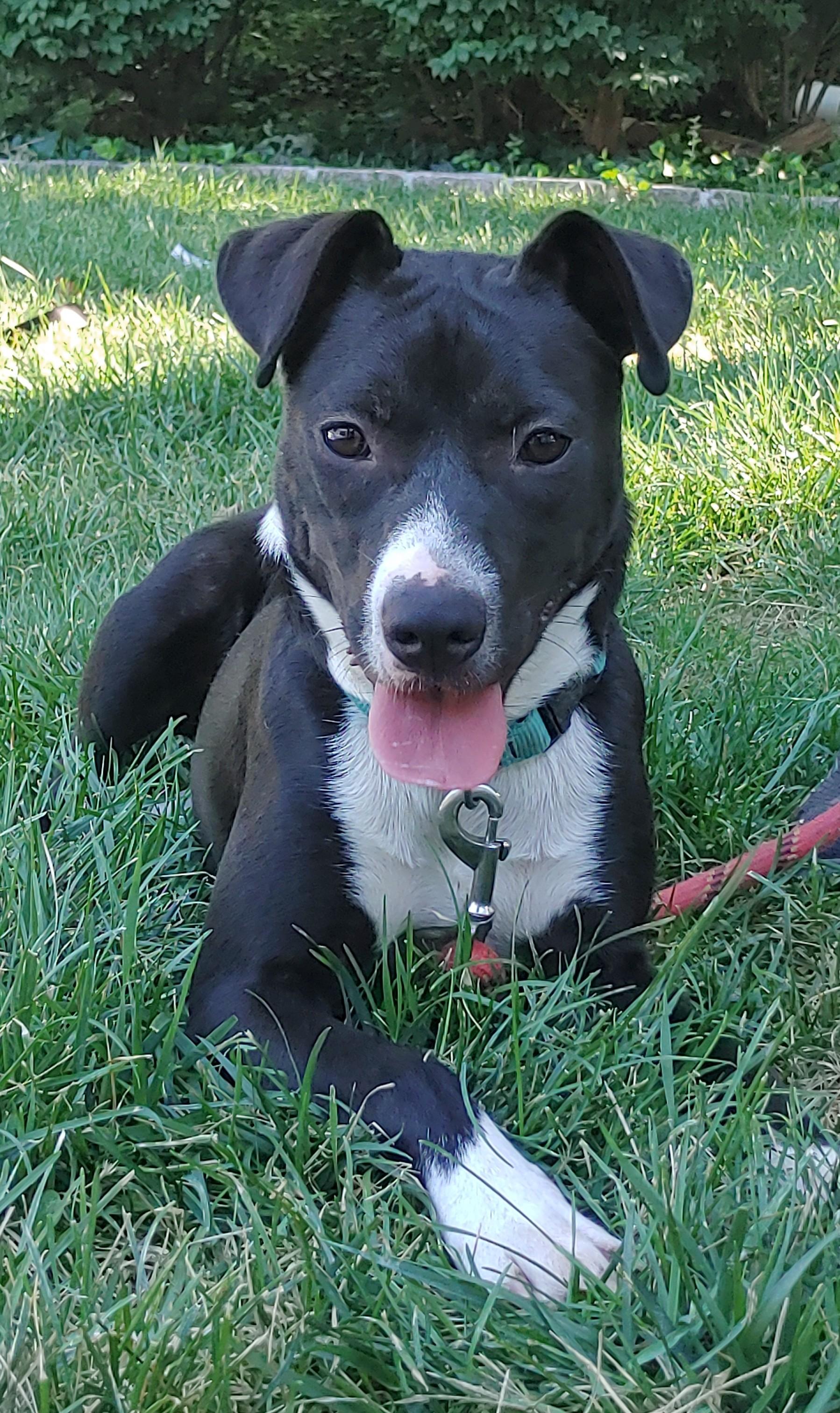 Rachel, Adopted, Young Female Whippet.