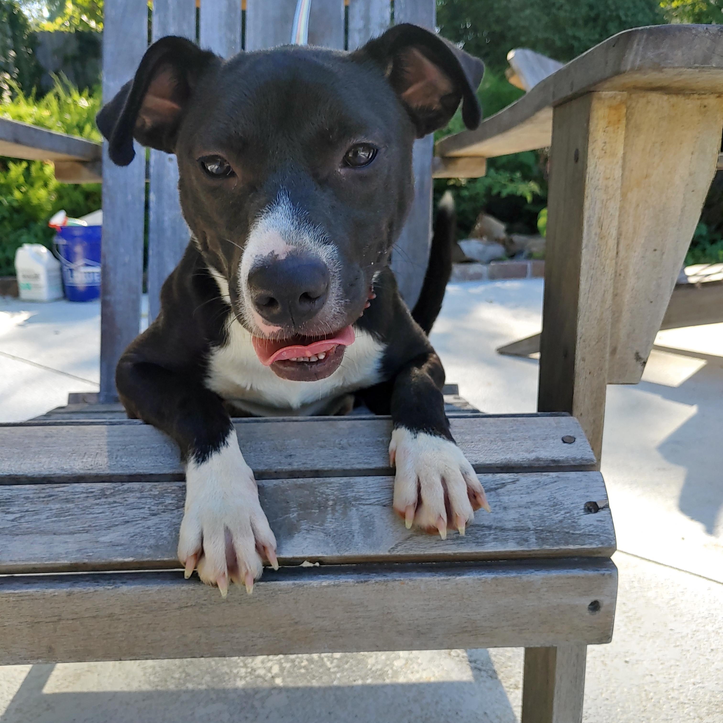 Rachel, a Adopted mixed breed in Mission, KS image 2/3