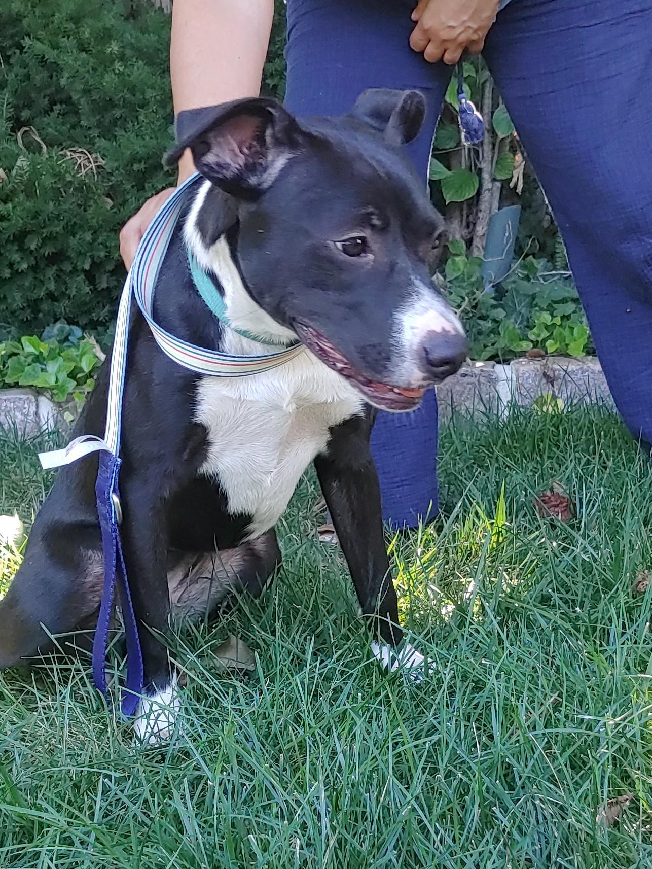 Rachel, a Adopted mixed breed in Mission, KS image 3/3